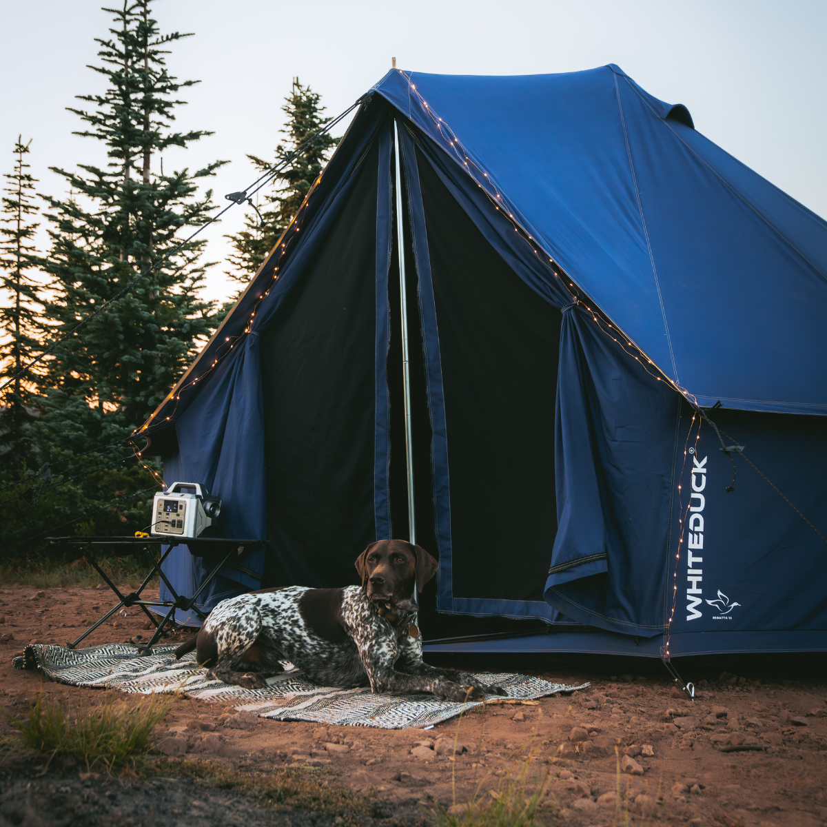 White Duck Outdoors 13' Regatta Bell Tent in sapphire blue with fairy lights, featuring a dog outside in front of the tent.