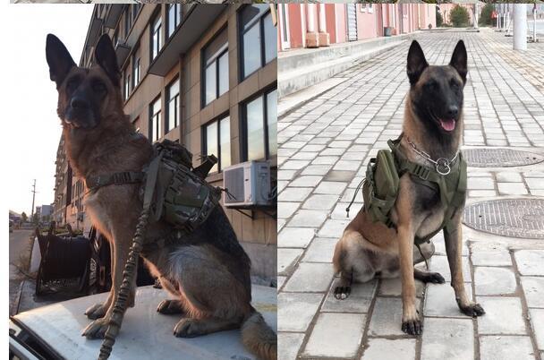 Tactical Dog Vest Kit for Ultimate Fashion and Control - OVERLANDERS Outfitter