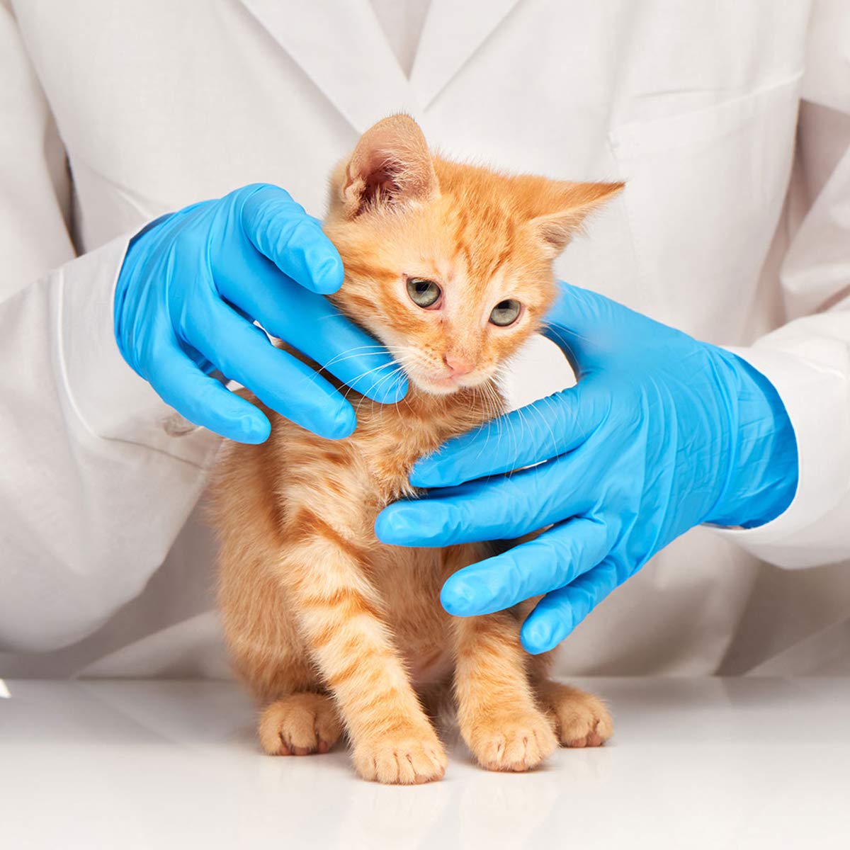 Pair of blue nitrile medium gloves from QuakeKits hygiene gloves box, showing the textured surface and snug fit.