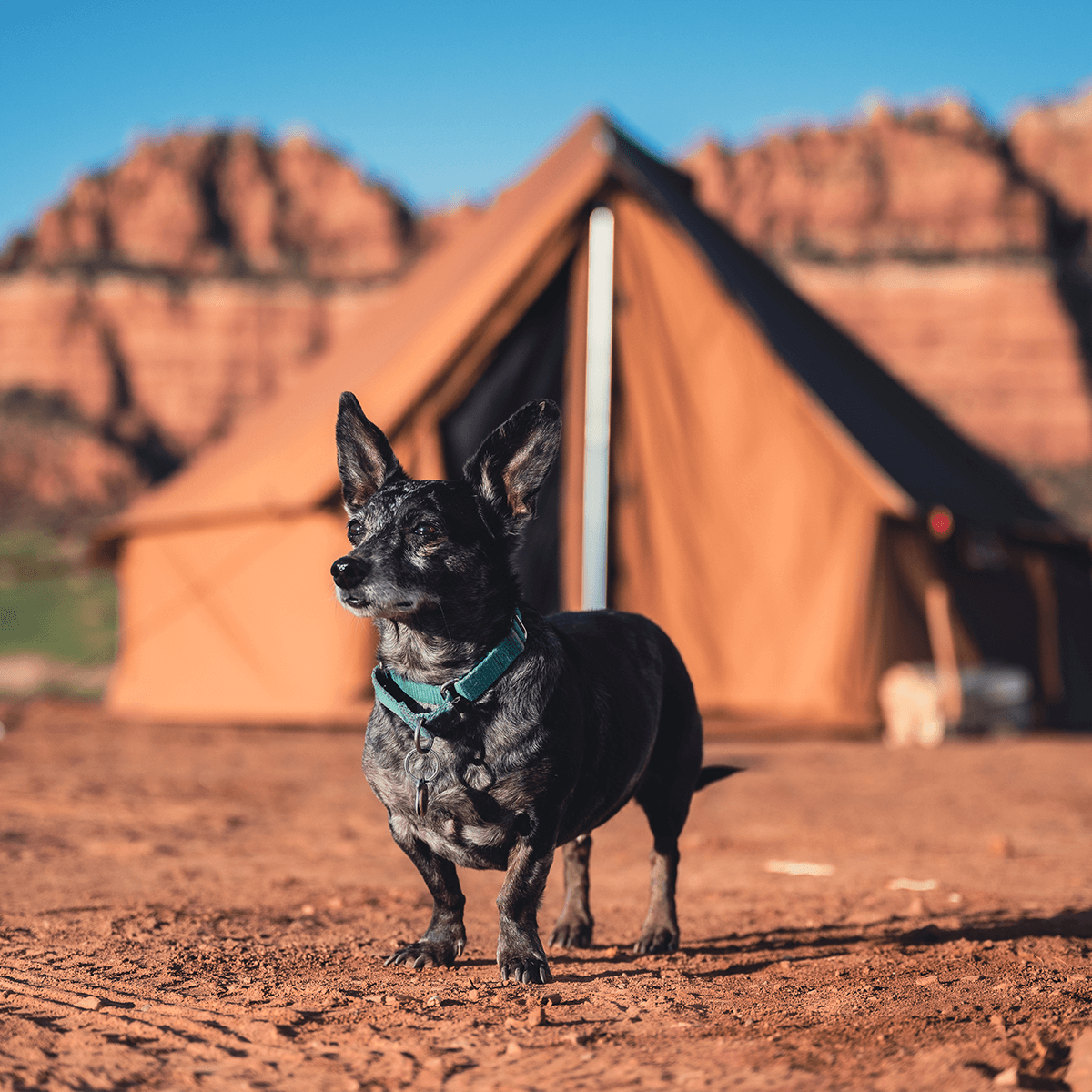 White Duck Outdoors 13' Regatta Bell Tent in sandstone beige with a dog sitting outside, showcasing the spacious outdoor shelter.