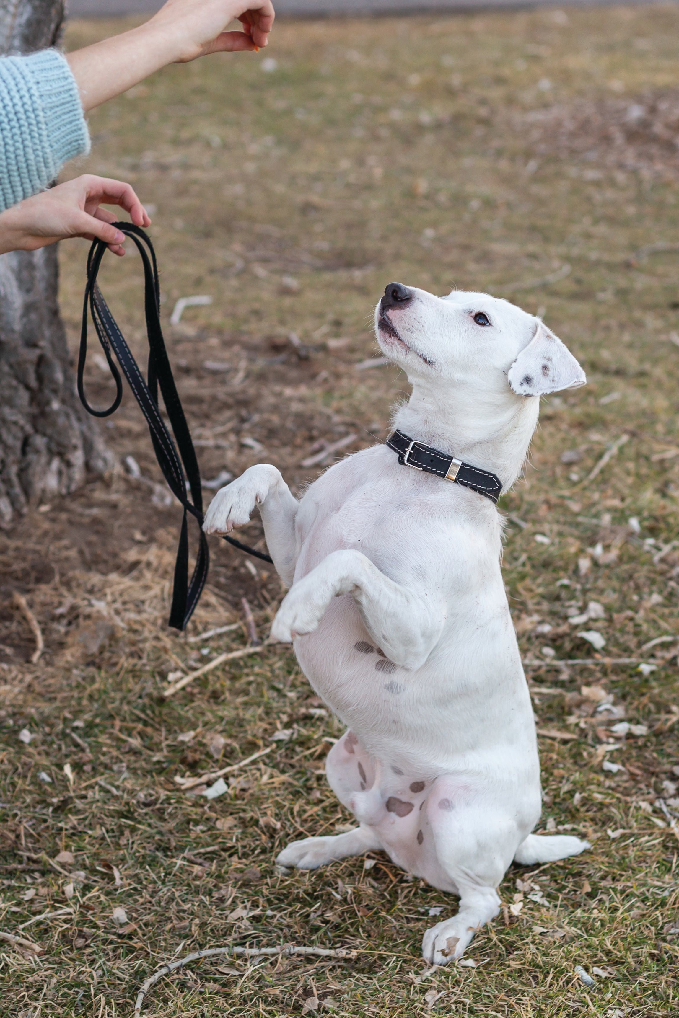 Traditional Black Leather Dog Collar - OVERLANDERS Outfitter