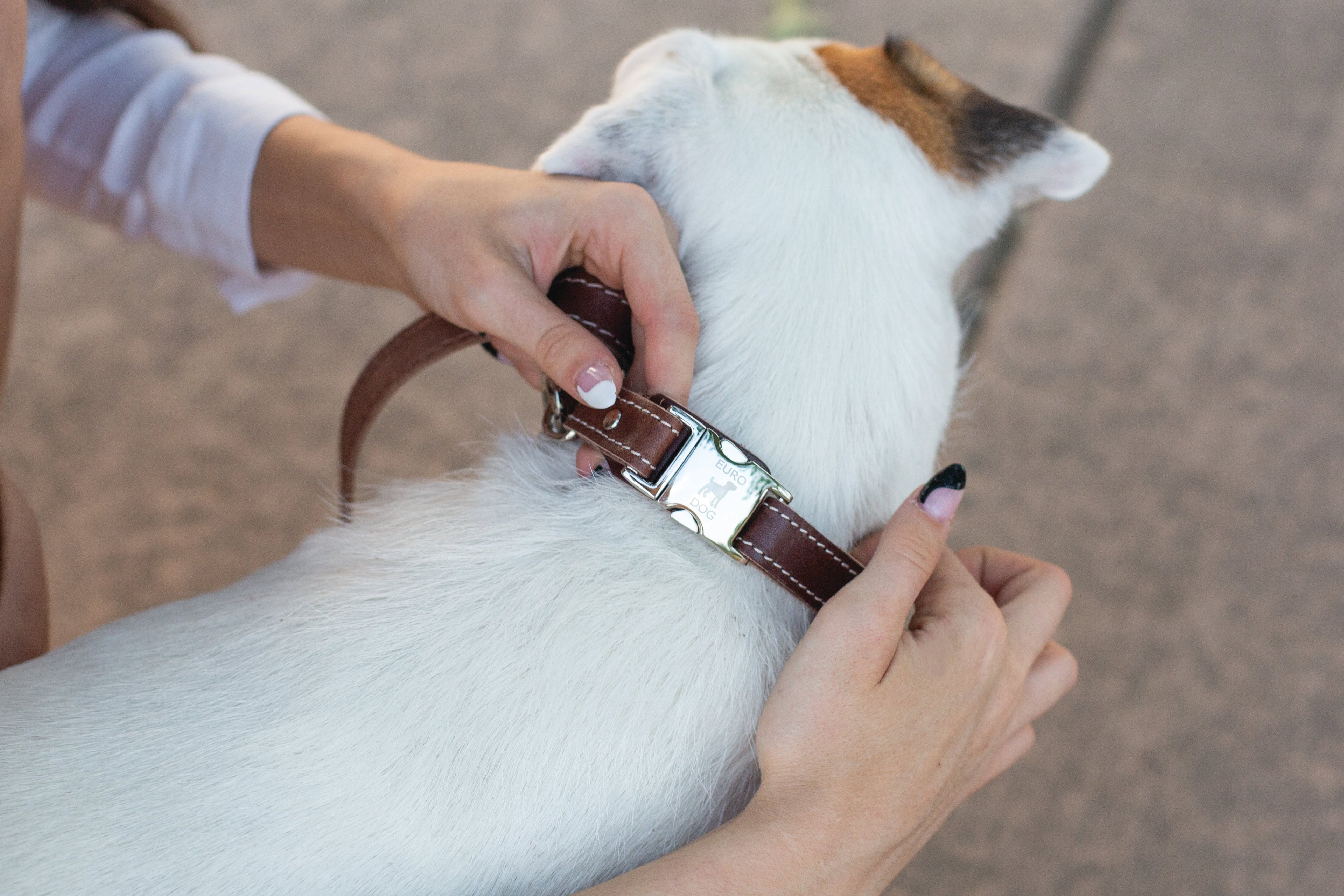 Euro-Dog Collars quick-release chocolate leather dog collar with metal buckle, adjustable and durable for everyday wear