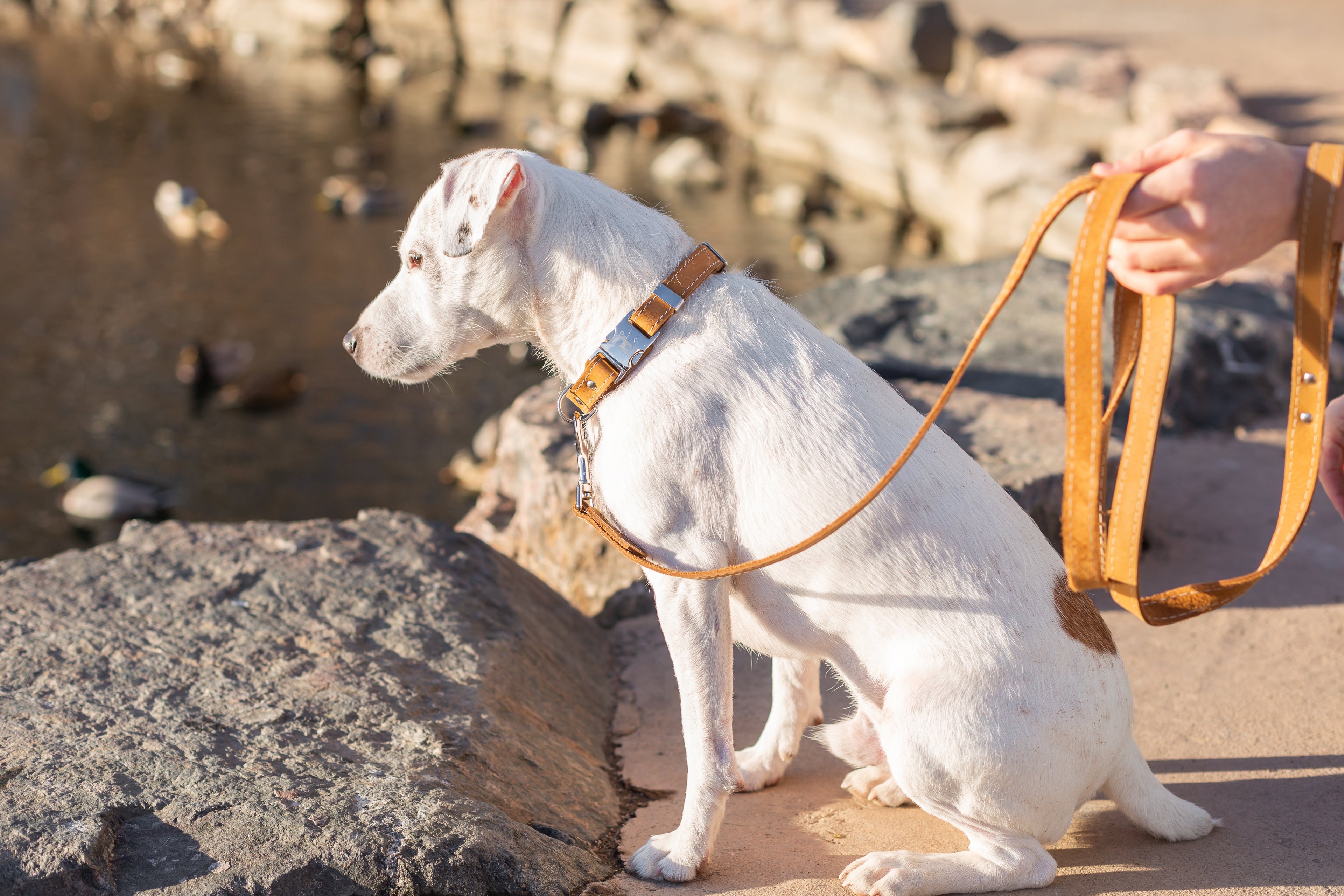Pro Line Hunting Khaki Leather Leash - OVERLANDERS Outfitter