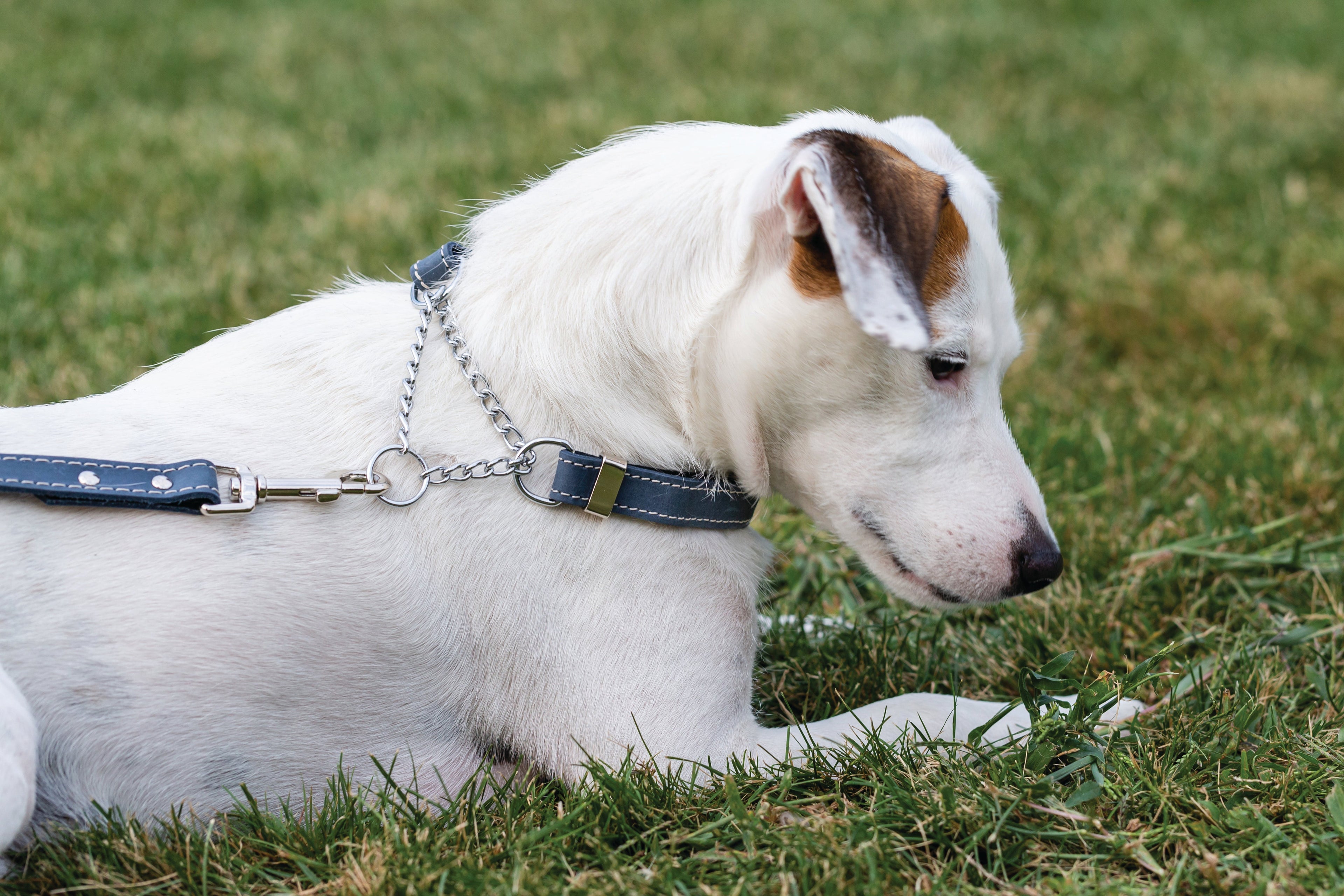 Blue leather dog collar with martingale design from Euro-Dog Collars, featuring sturdy stitching and polished metal hardware.