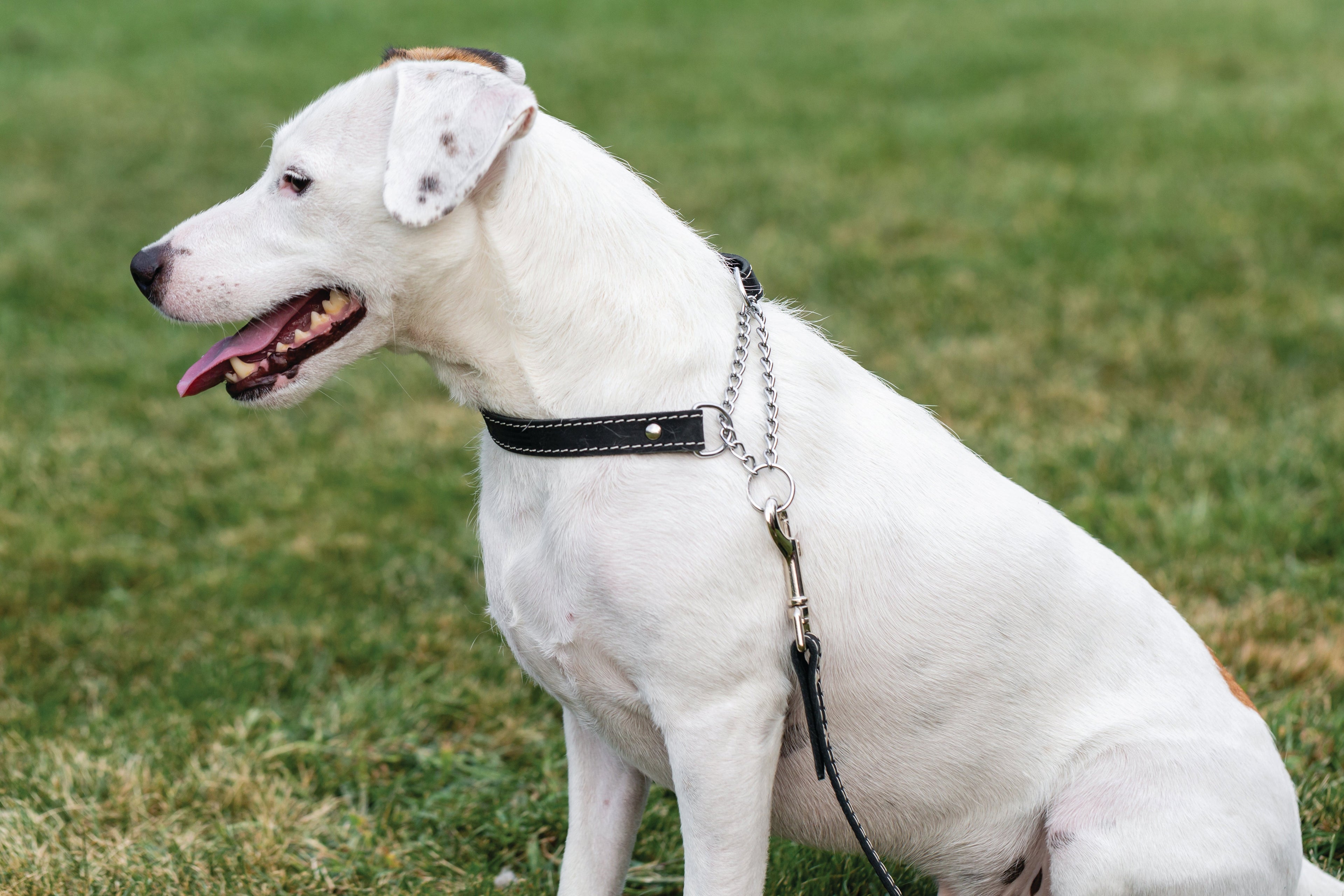 Martingale Midnight Black Leather Dog Collar - We The Collective