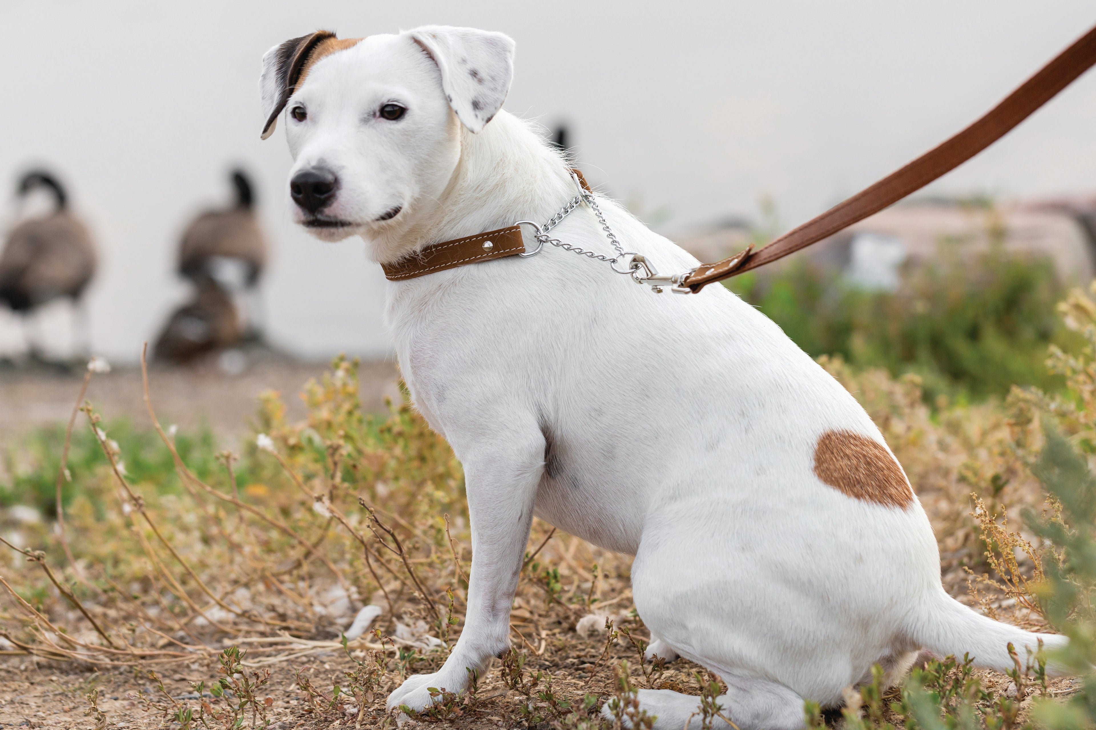 Earth brown leather dog collar with martingale design from Euro-Dog Collars, featuring sturdy metal hardware and adjustable fit.