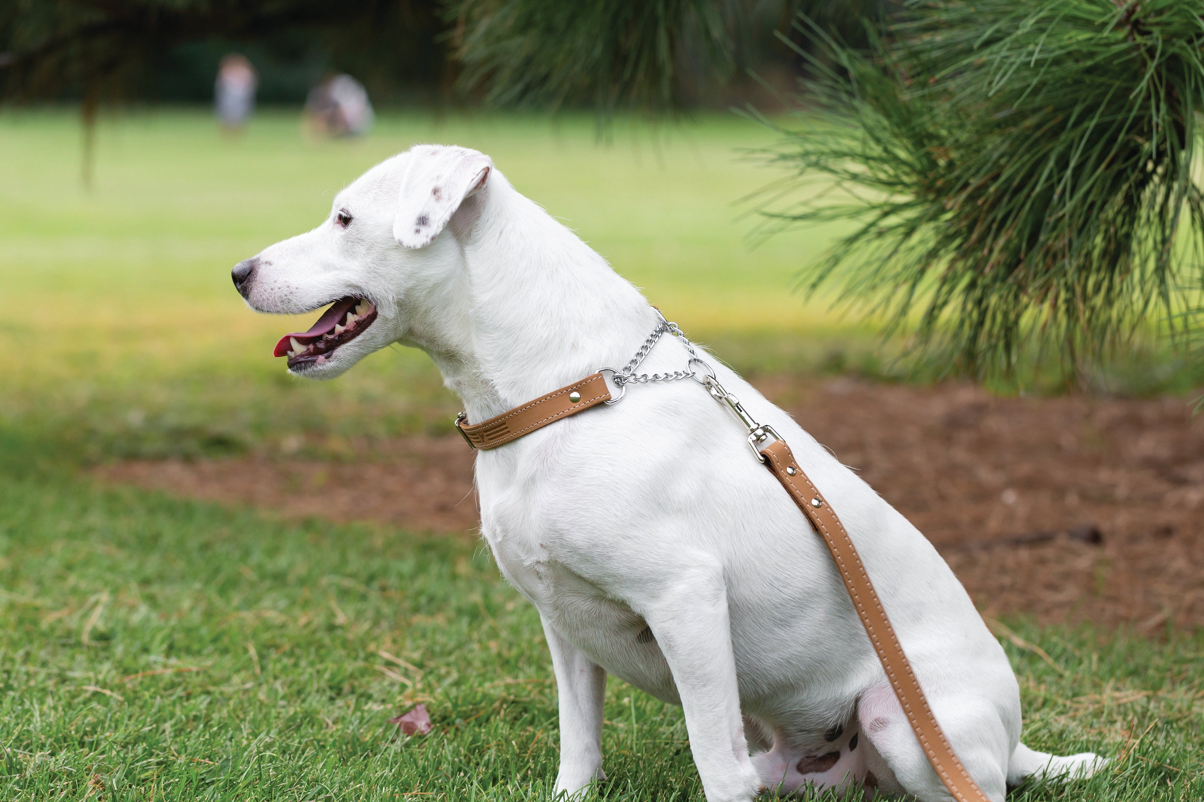Martingale Khaki Leather Dog Collar - OVERLANDERS Outfitter