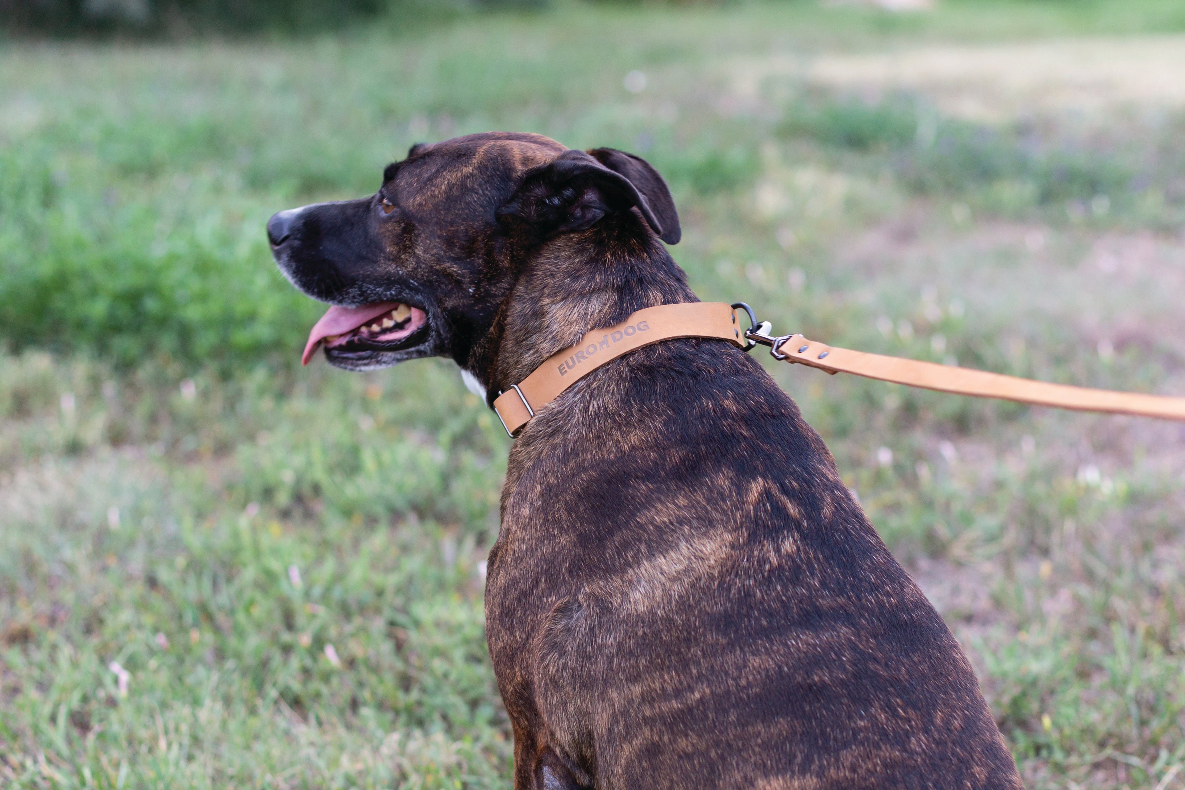 Sport Style Khaki Leather Dog Collar - OVERLANDERS Outfitter