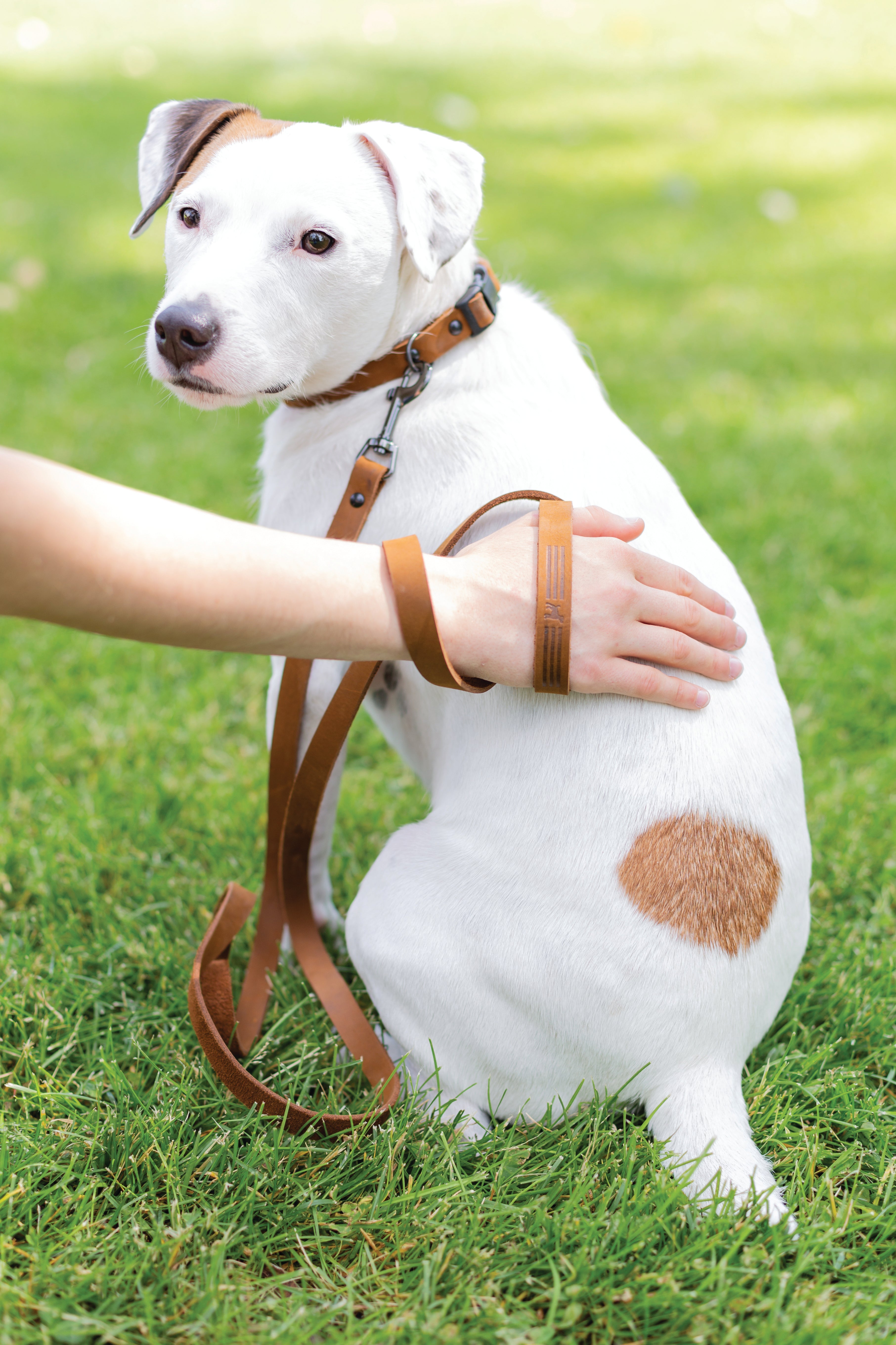 Earth brown leather dog collar with sporty design, high-quality leather, adjustable buckle, suitable for stylish and active dogs.
