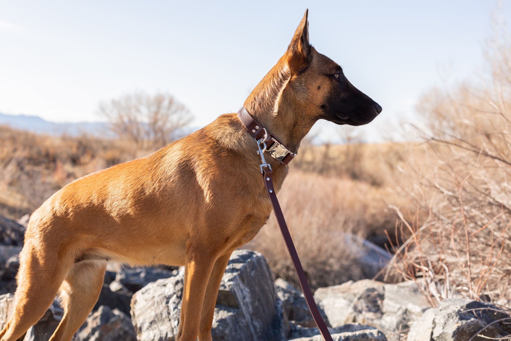 Modern Style Quick-Release Chocolate Leather Dog Collar - OVERLANDERS Outfitter