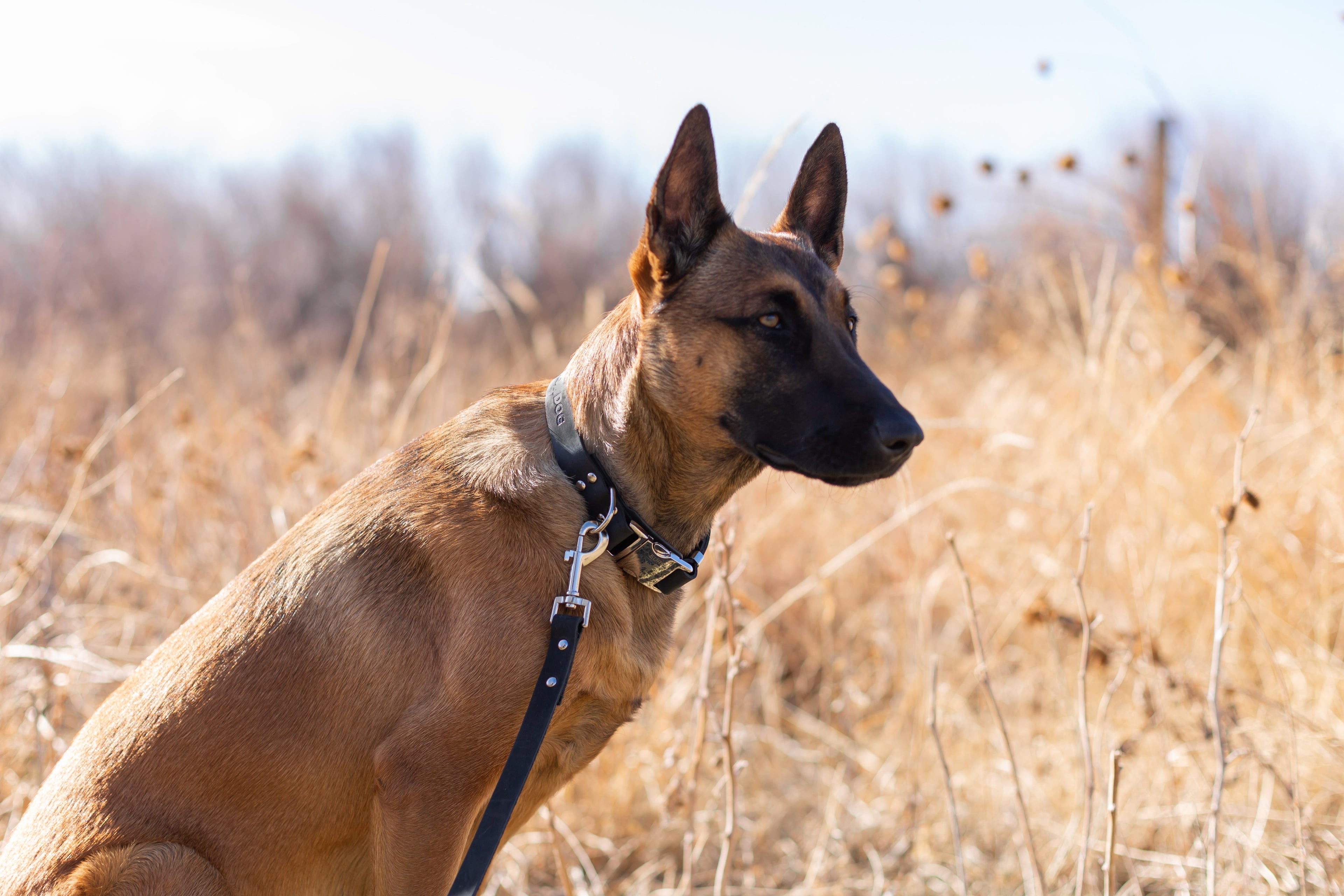 Black leather dog leash with modern style design, crafted by Euro-Dog Collars and Leads for durable and stylish pet control.