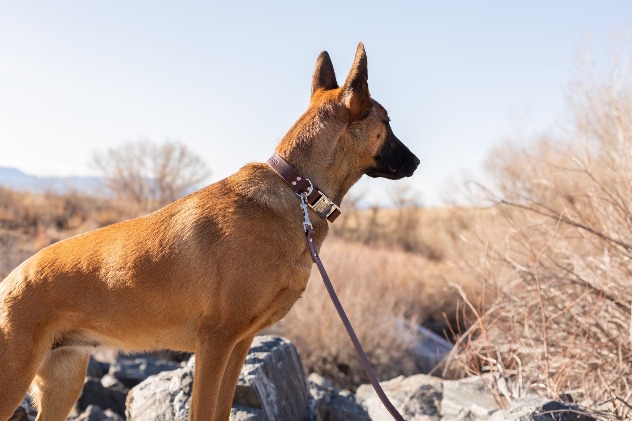 Modern Style Chocolate Leather Leash - OVERLANDERS Outfitter