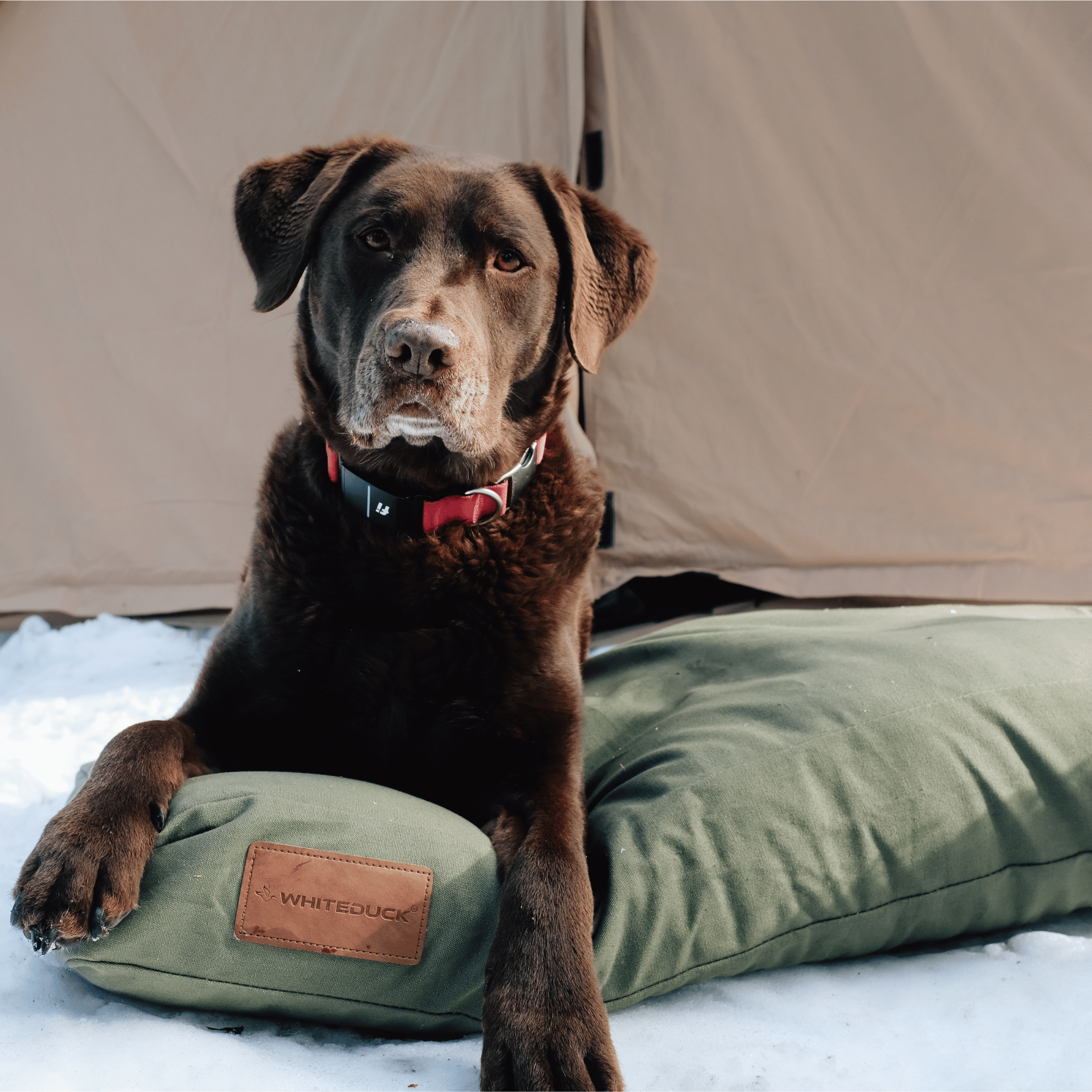 White Duck Outdoors pet dog bed with soft cushioning and durable fabric, ideal for comfortable indoor and outdoor rest.