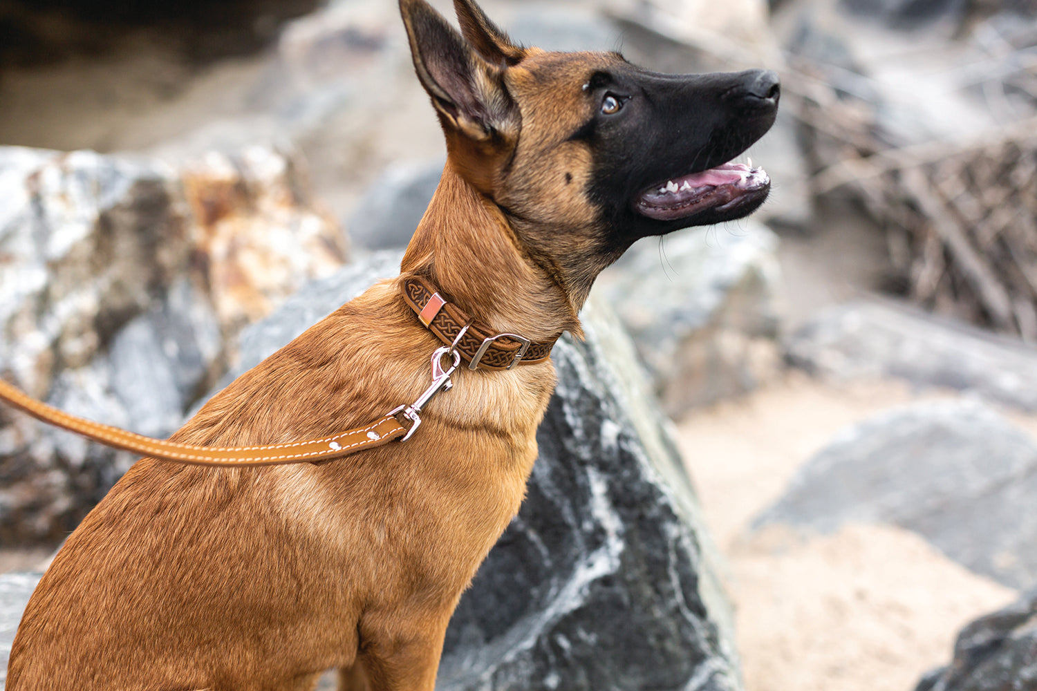 Celtic Double Buckle Style Leather Dog Collar - OVERLANDERS Outfitter