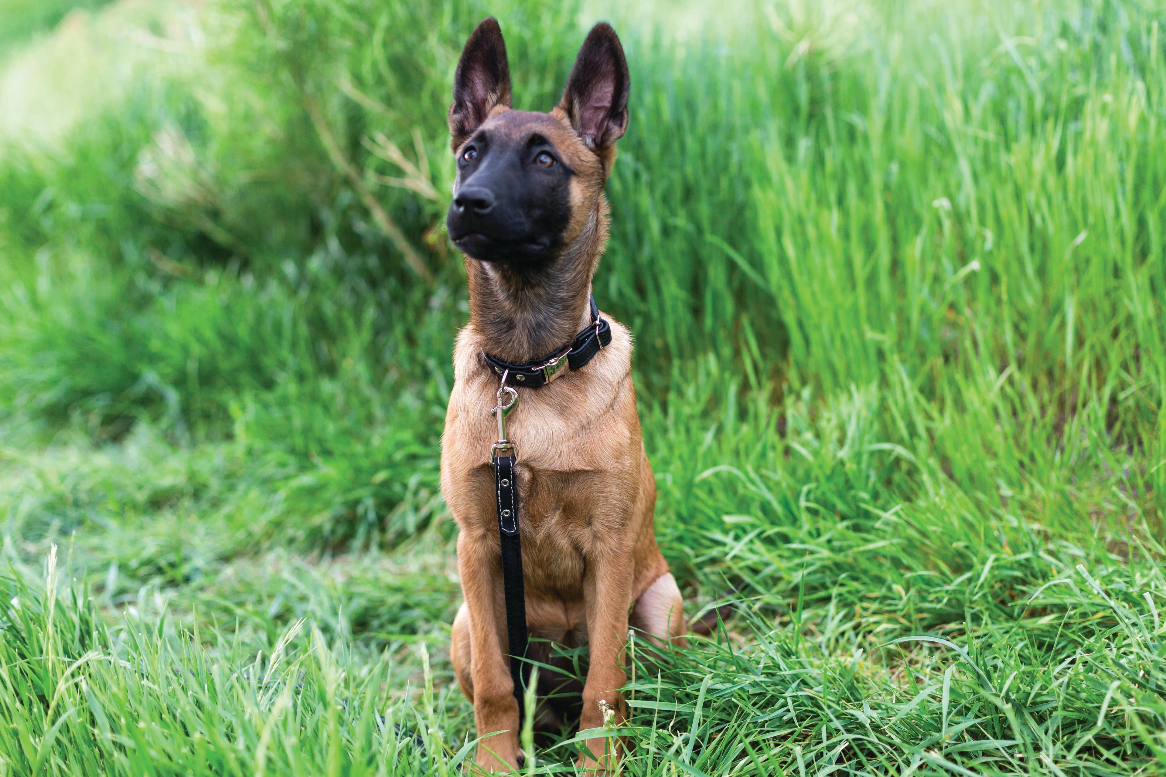 Pink leather quick-release dog collar from Euro-Dog, featuring a rolled design, perfect for stylish pet wear.