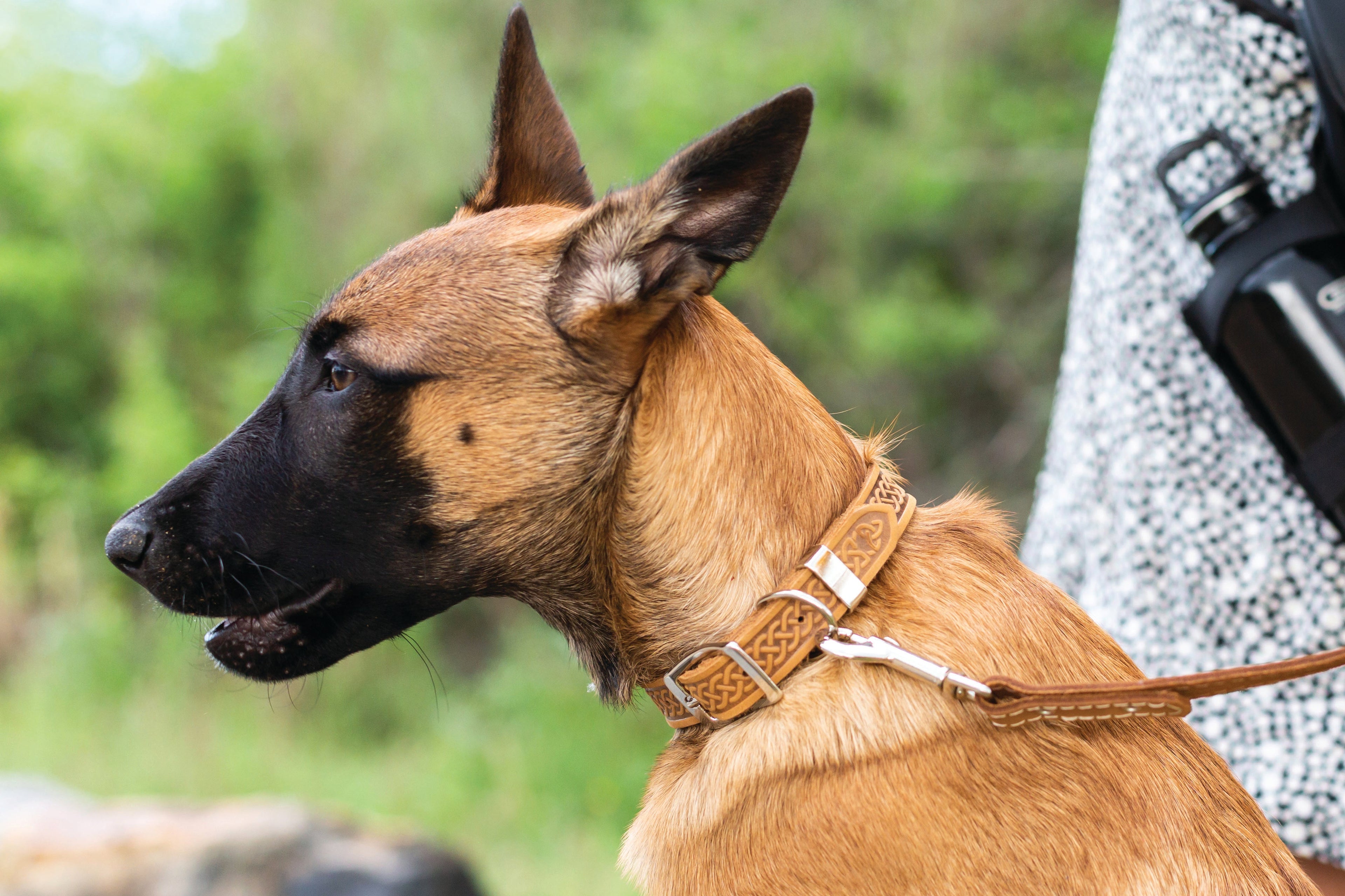 Celtic Double Buckle Style Leather Dog Collar - OVERLANDERS Outfitter