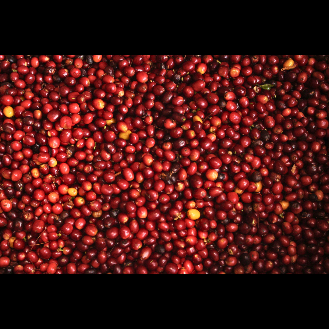 Colombia Palestina Bourbon Aji - We The Collective