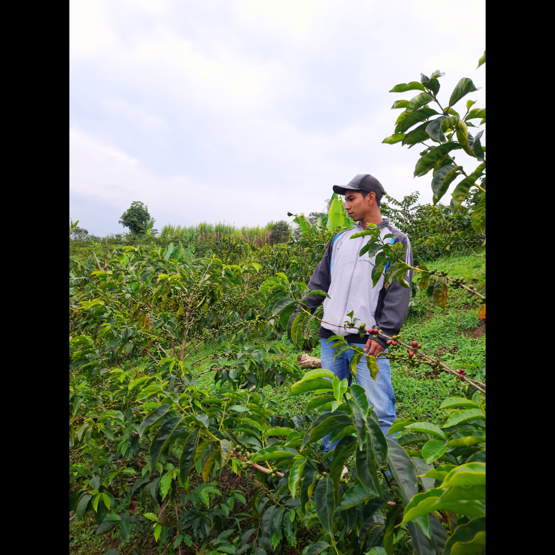 Colombia Palestina Bourbon Aji - We The Collective