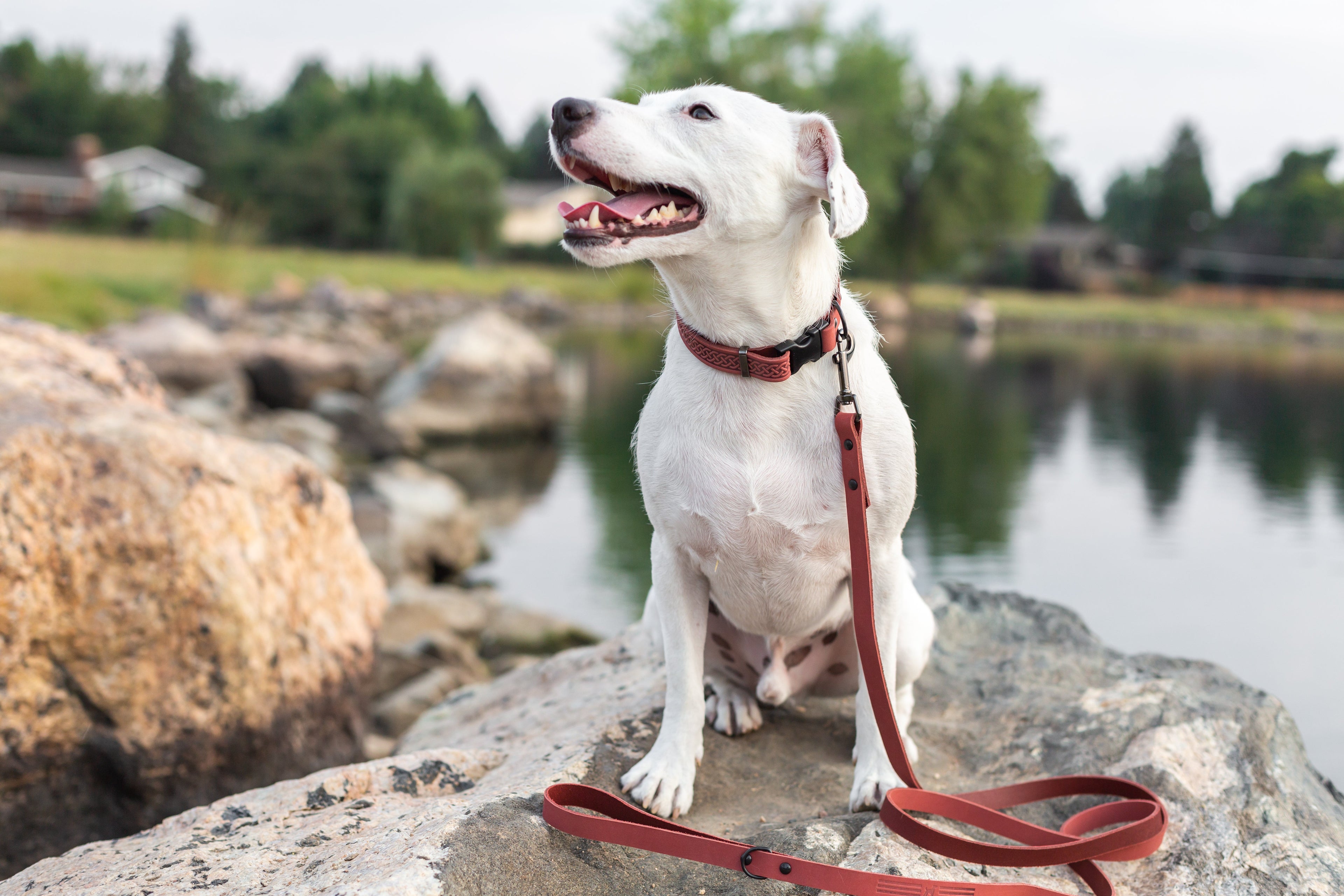 Celtic Sport Coral Reef leather dog collar with Celtic knot design, adjustable strap, and brass hardware from Euro-Dog Collars.
