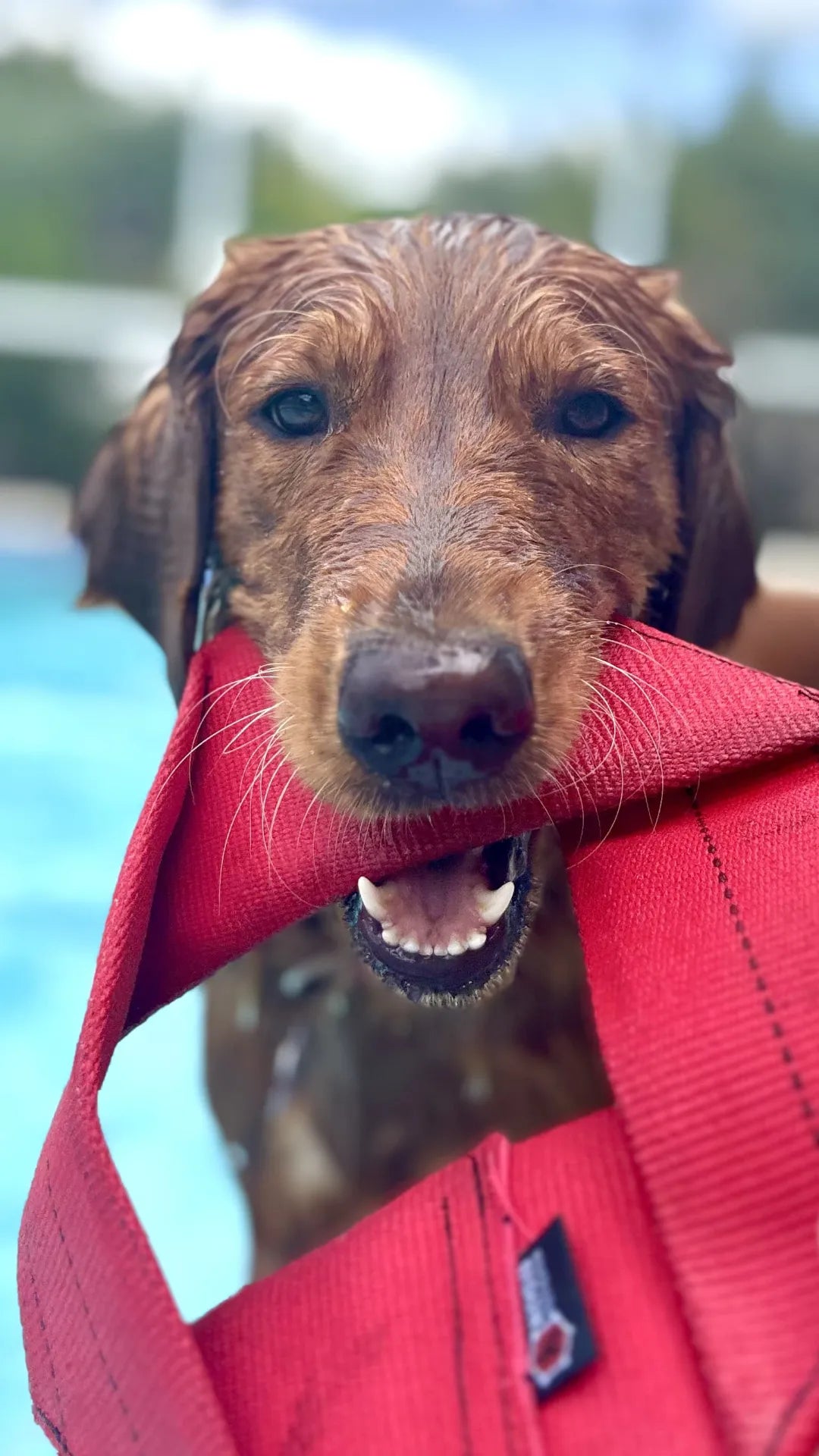 Fire Hose Dog Frisbee - We The Collective