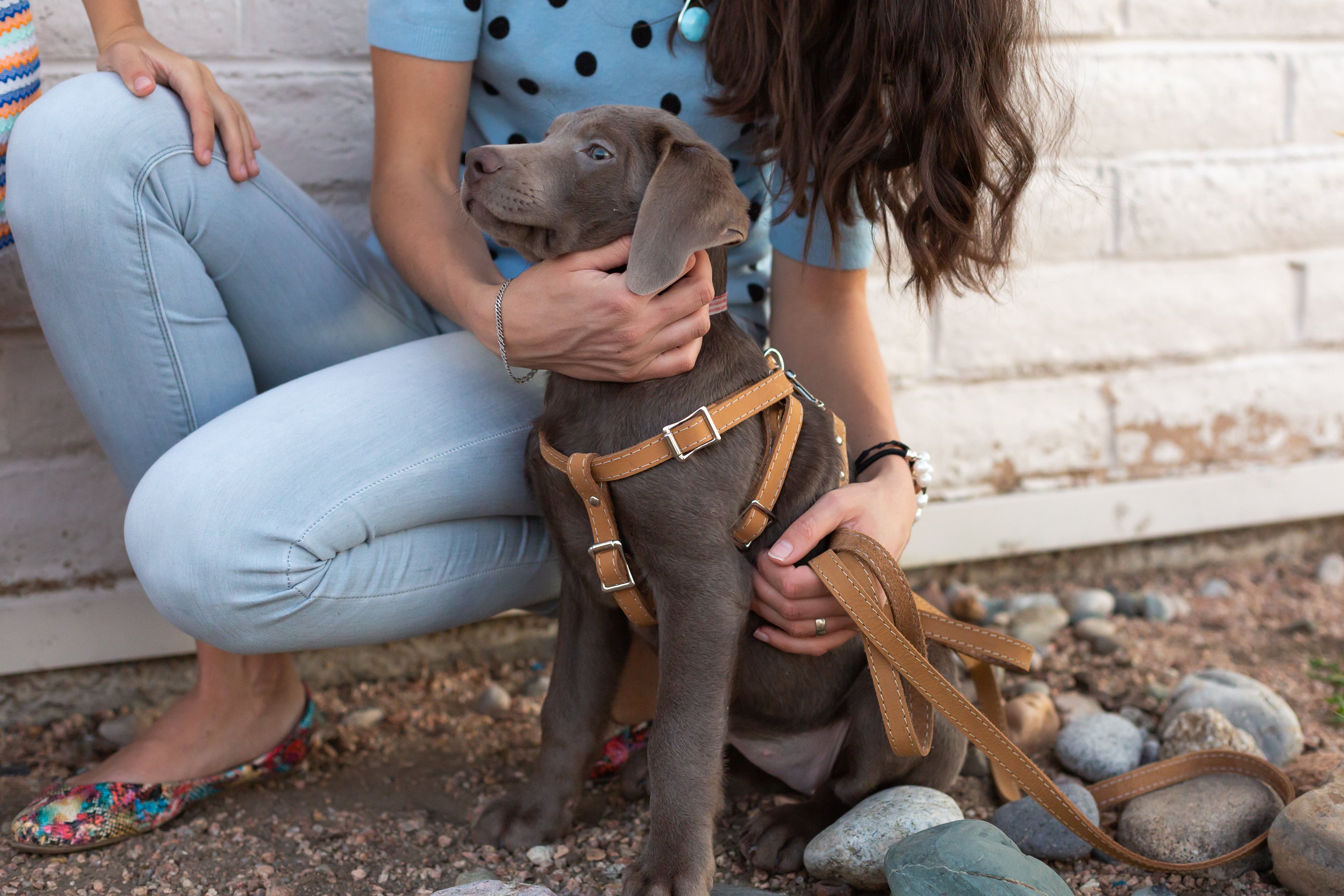 Leather dog harness by Euro-Dog Collars and Leads, step-in style in tan leather with secure buckle for comfortable control.