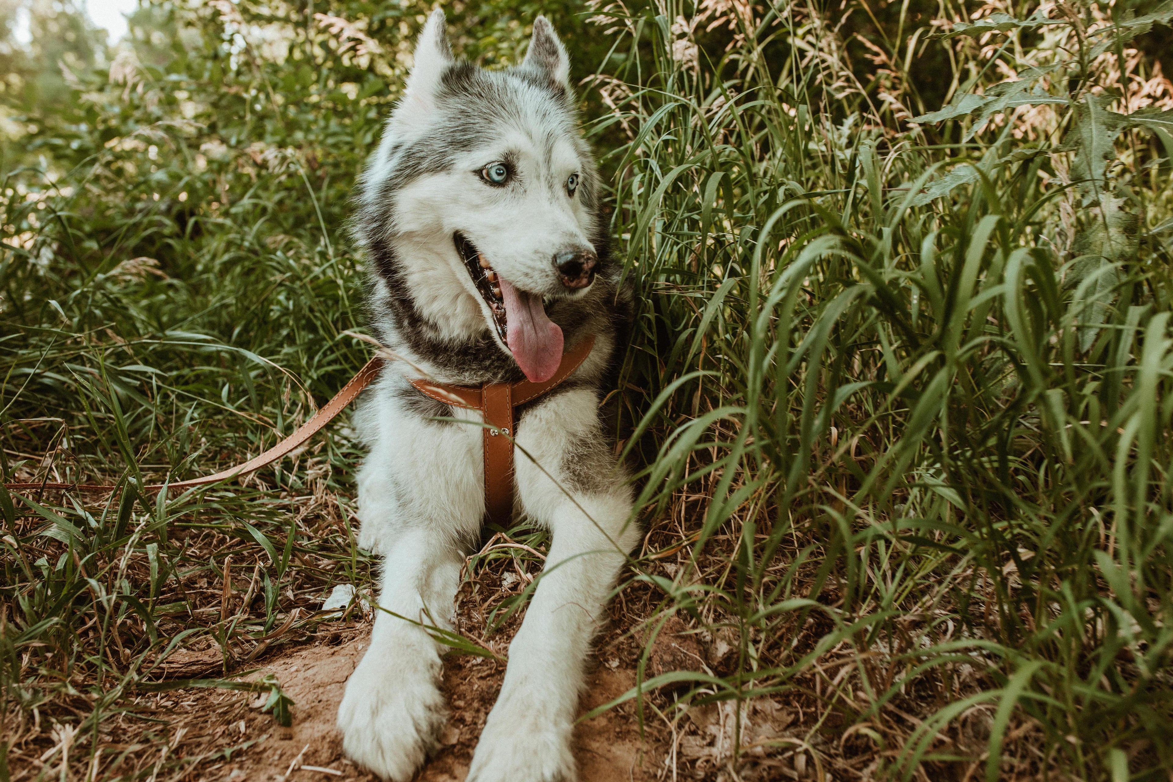 Brown leather dog harness from Euro-Dog Collars and Leads, featuring a step-in design for comfortable pet control.