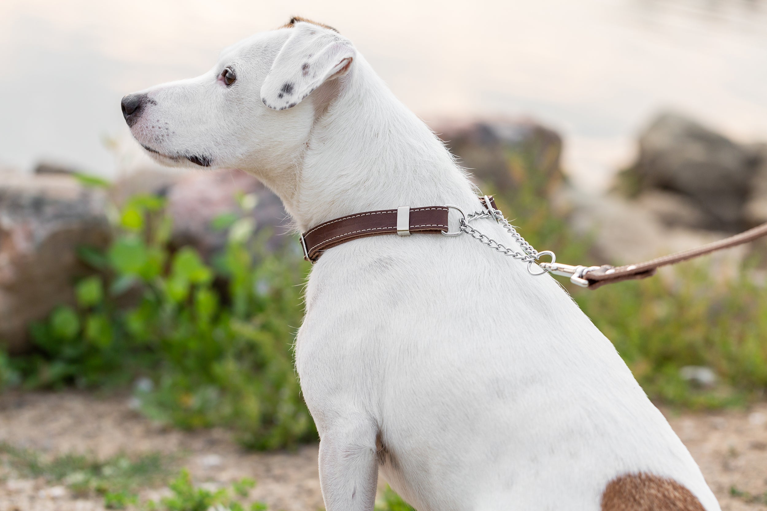 Martingale Chocolate Leather Dog Collar - OVERLANDERS Outfitter