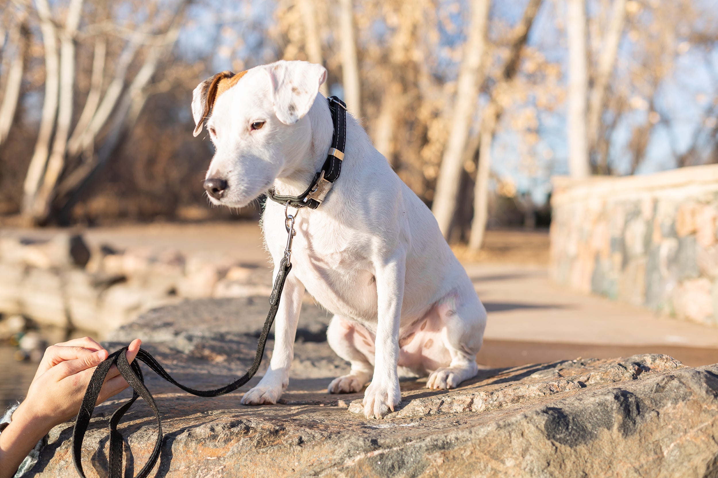 Pro Line Hunting Midnight Black Leather Leash - OVERLANDERS Outfitter