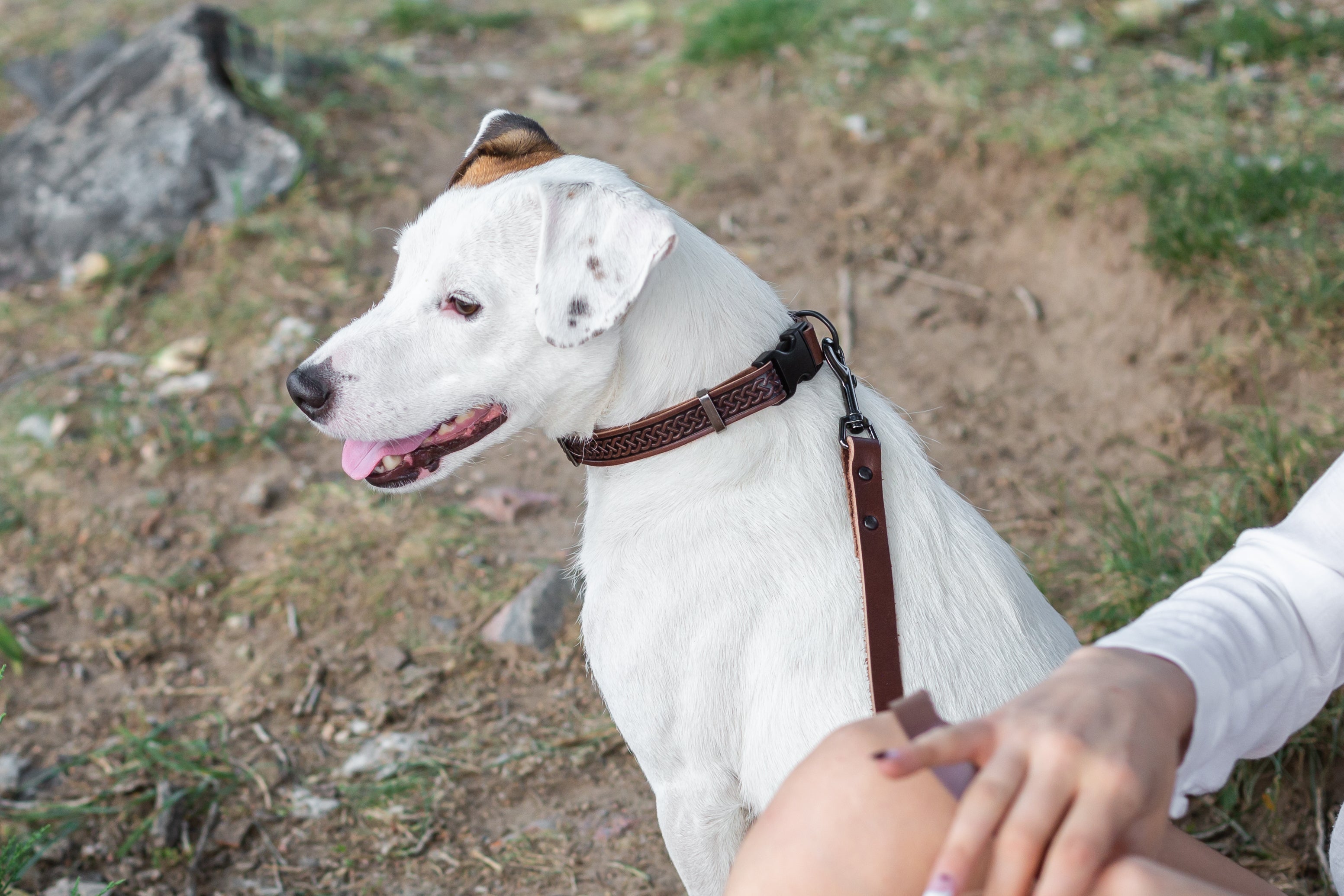 Celtic Sport chocolate leather dog collar by Euro-Dog Collars, showing a sturdy leather collar with Celtic design for medium-sized dogs.