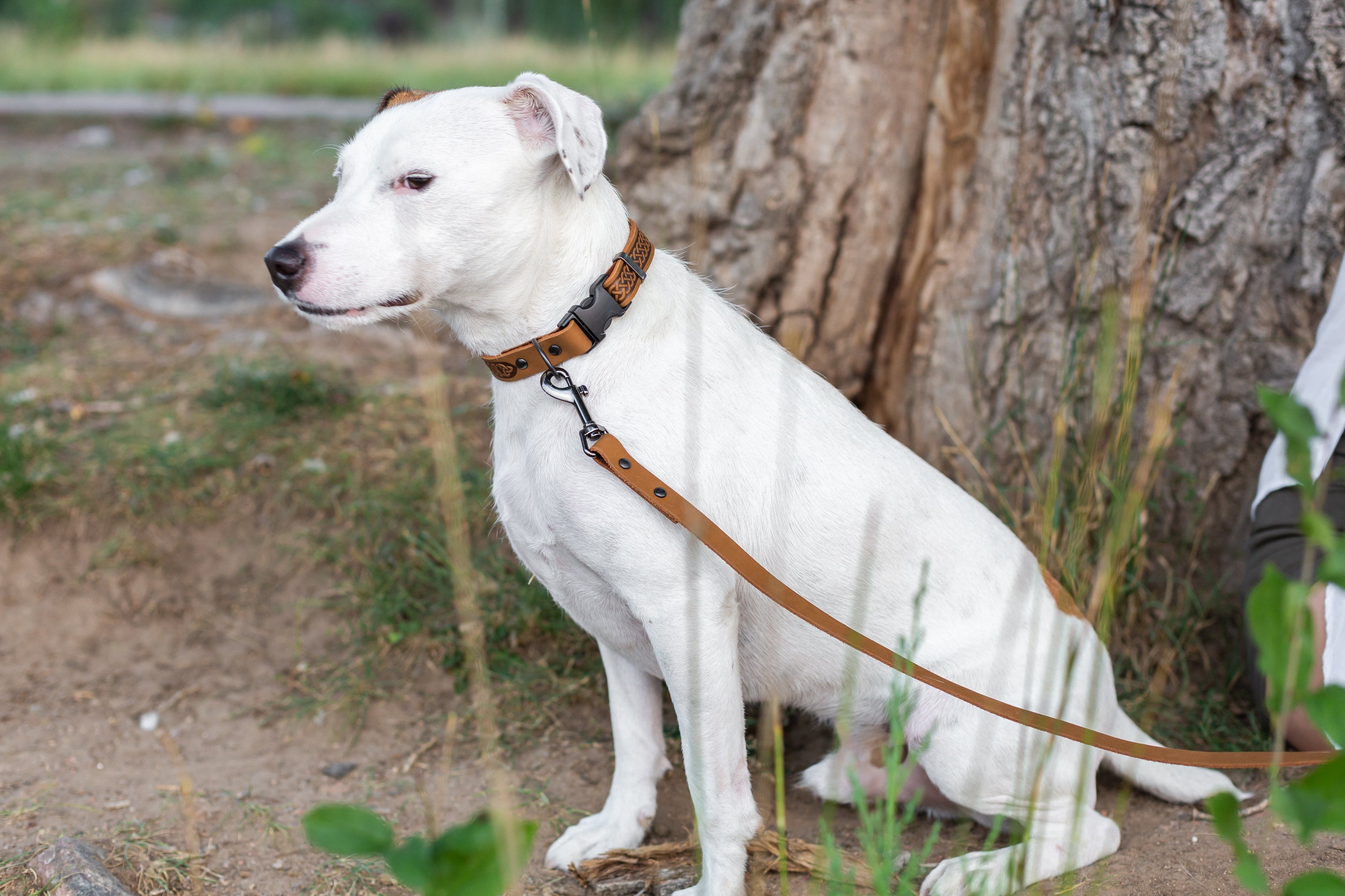 Celtic Sport Khaki Leather Dog Collar - OVERLANDERS Outfitter