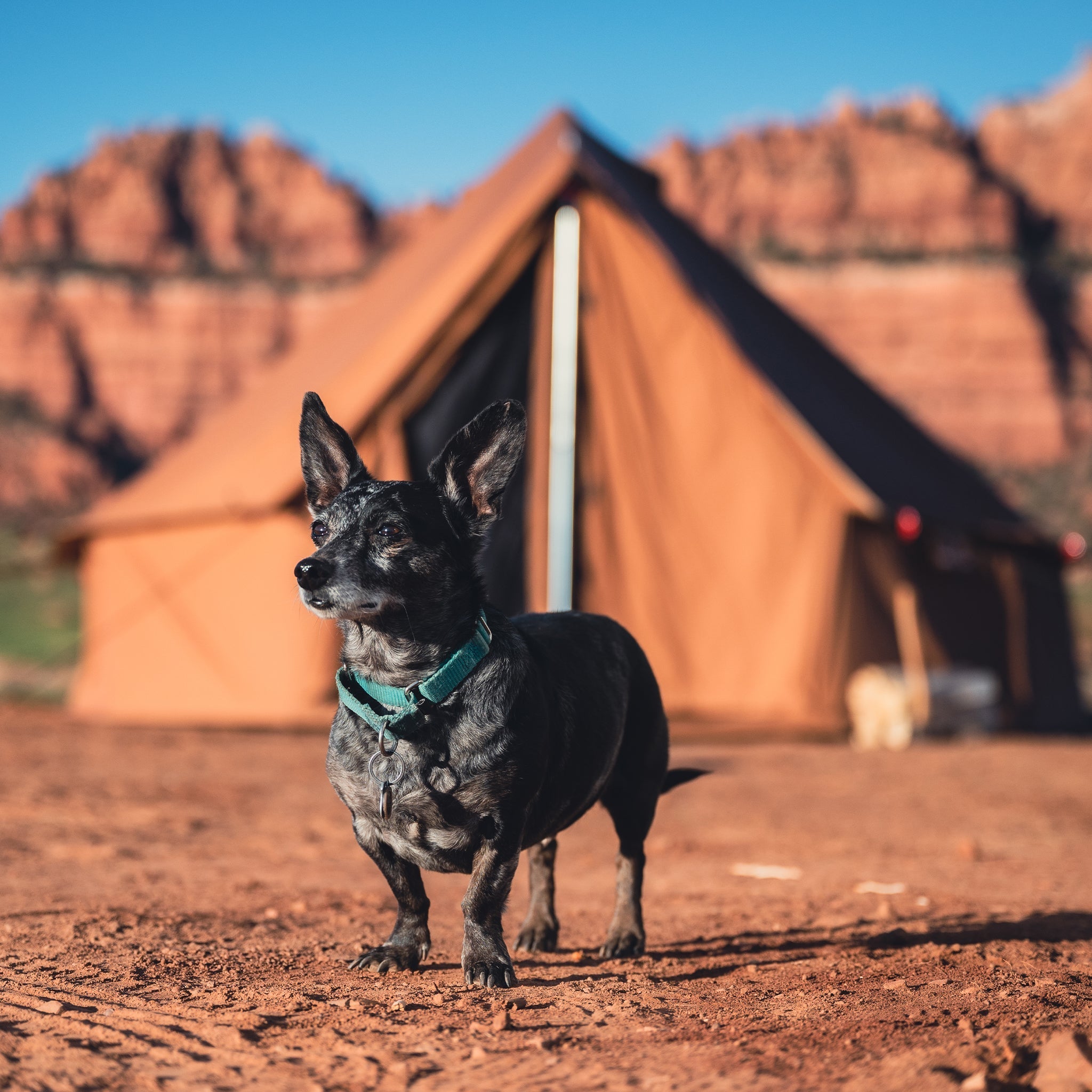 White Duck Outdoors Regatta Bell Tent in sandstone beige with a dog outside, showcasing a durable, stylish camping tent.