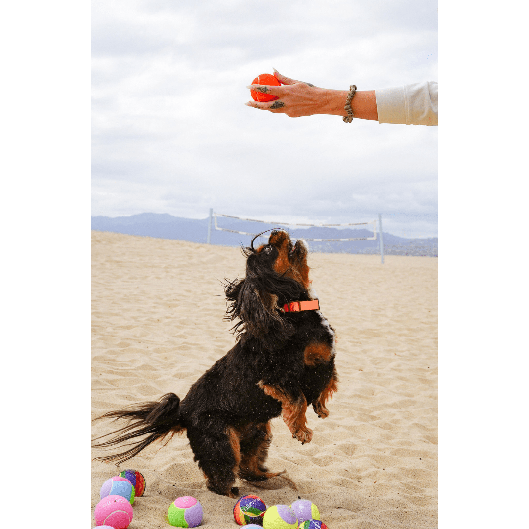 Tilley + Me Tennis Ball for Dogs - OVERLANDERS Outfitter