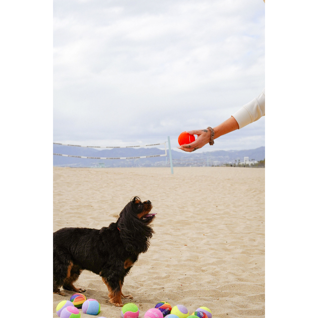 Tilley + Me Tennis Ball for Dogs - OVERLANDERS Outfitter