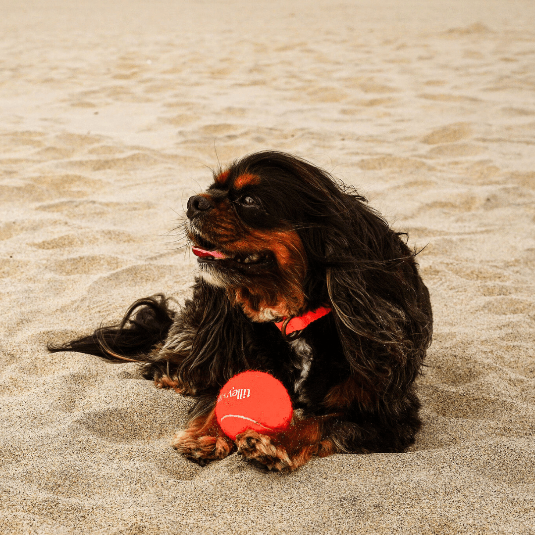 Tilley + Me Tennis Ball for Dogs - OVERLANDERS Outfitter