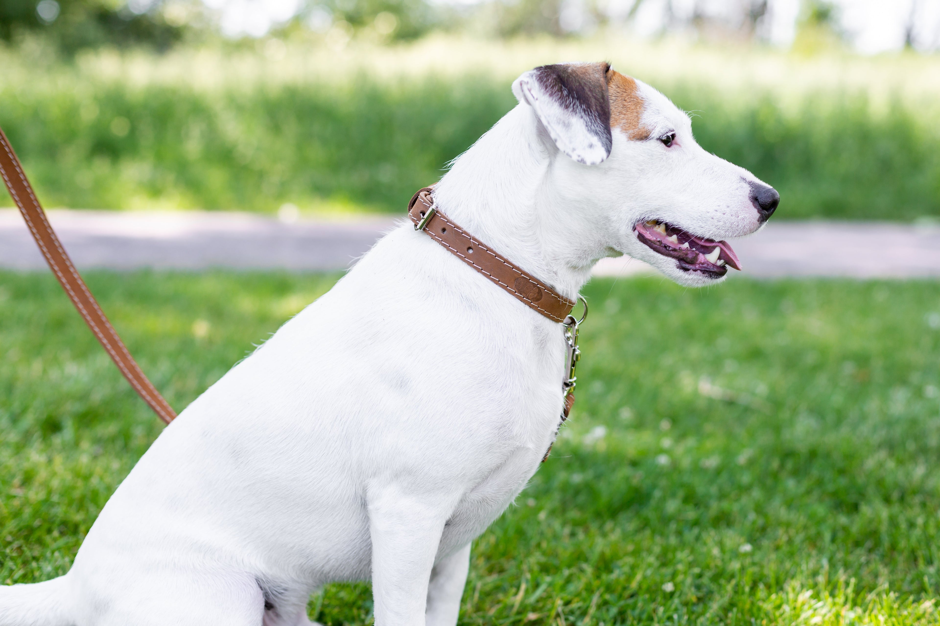 Euro-Dog Collars leather dog collar and leash set with sturdy craftsmanship, suitable for stylish and durable pet accessories.