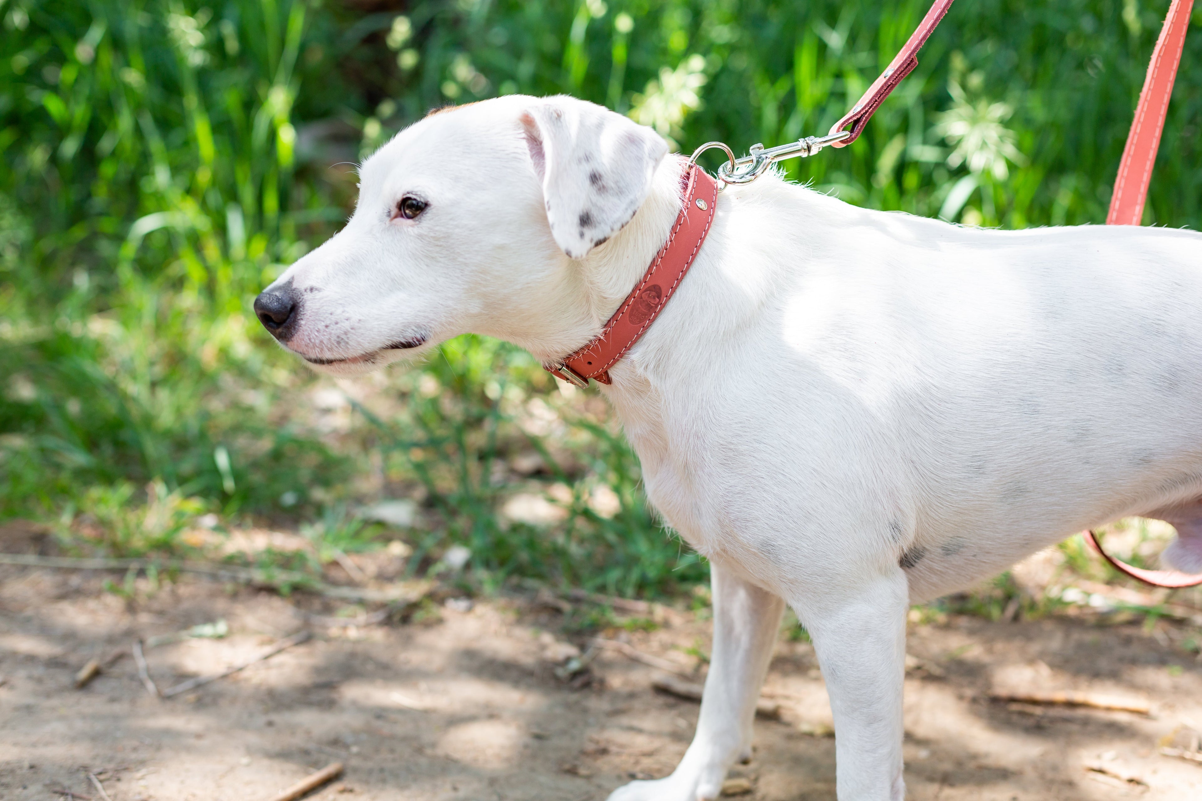 Euro-Dog Collars and Leads Pro Line leather dog collar and leash set, featuring durable, stylish leather for hunting and everyday use.