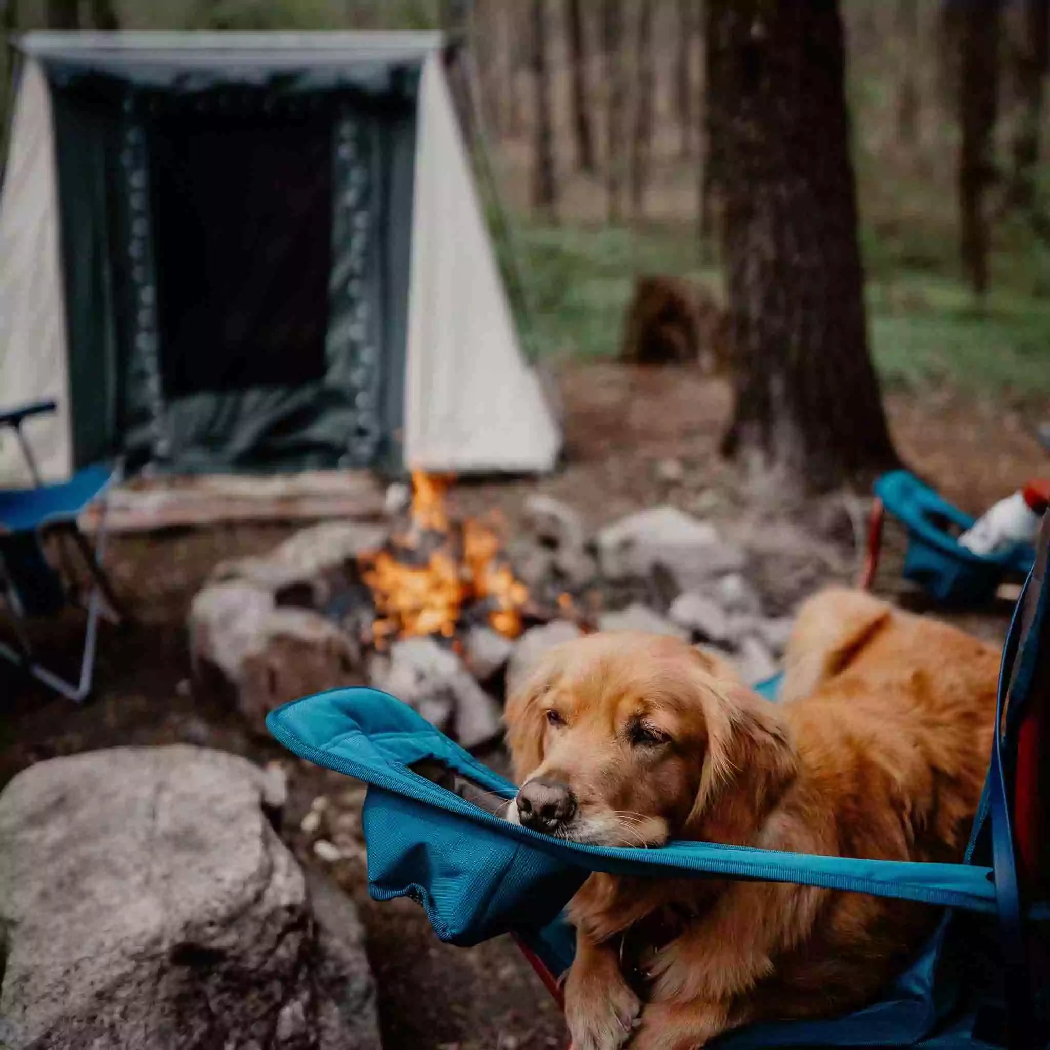 Dog sitting in a campfire chair outside the 7'x9' Prota Canvas Cabin Tent by White Duck Outdoors during camping.