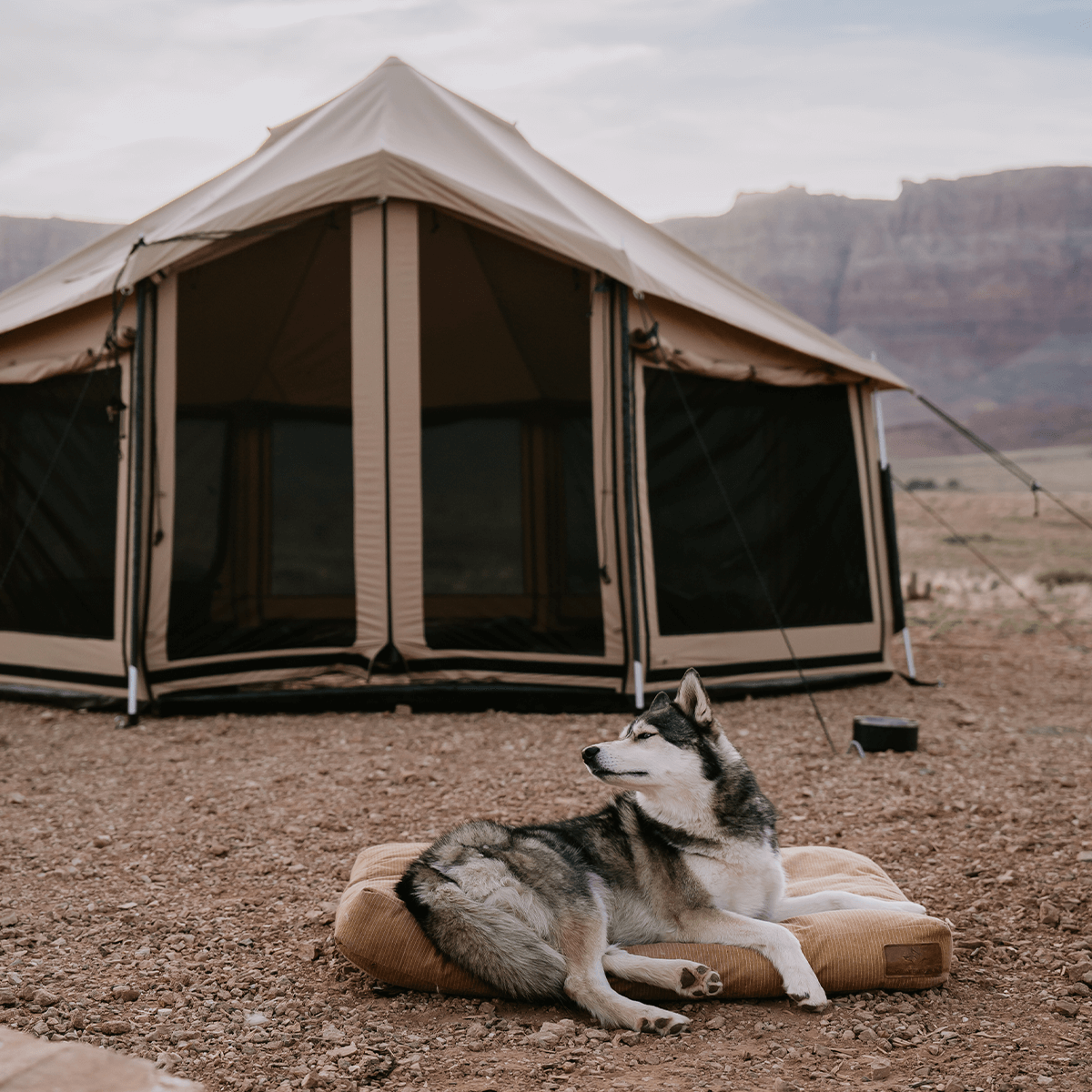 White Duck Outdoors Altimus Bell Tent set up outdoors with a dog sitting on a dog bed beside it