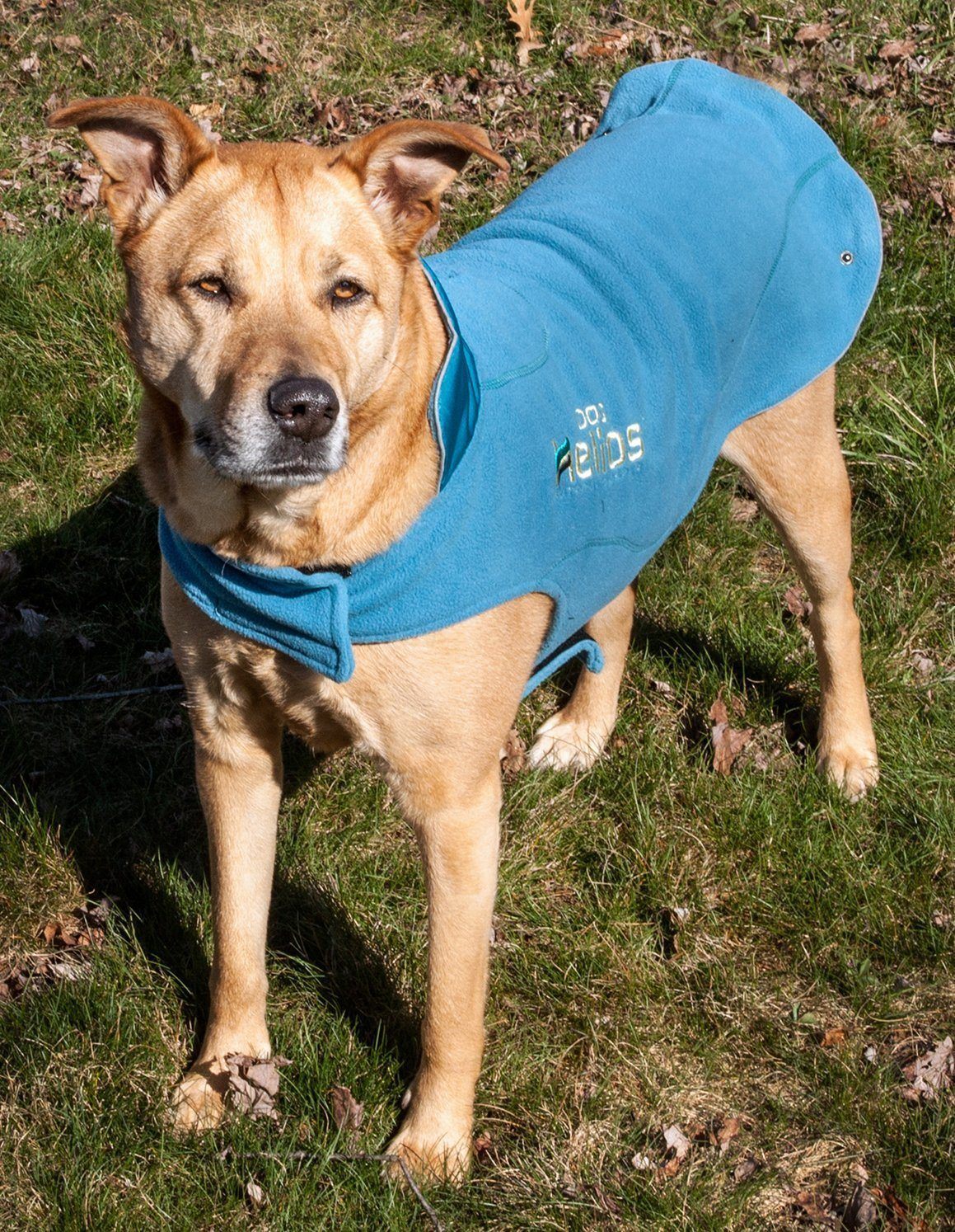Dog wearing Pet Life Helios Lotus-Rusher 2-in-1 waterproof performance dog jacket with layered, convertible design and blackshark technology.