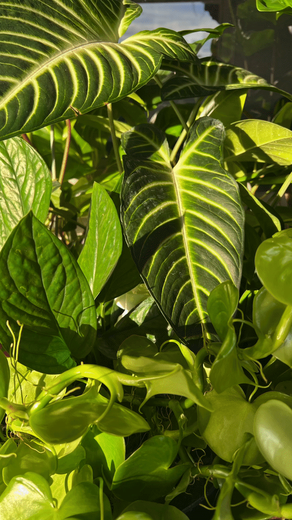 Kelp Mist Foliar Spray - OVERLANDERS Outfitter