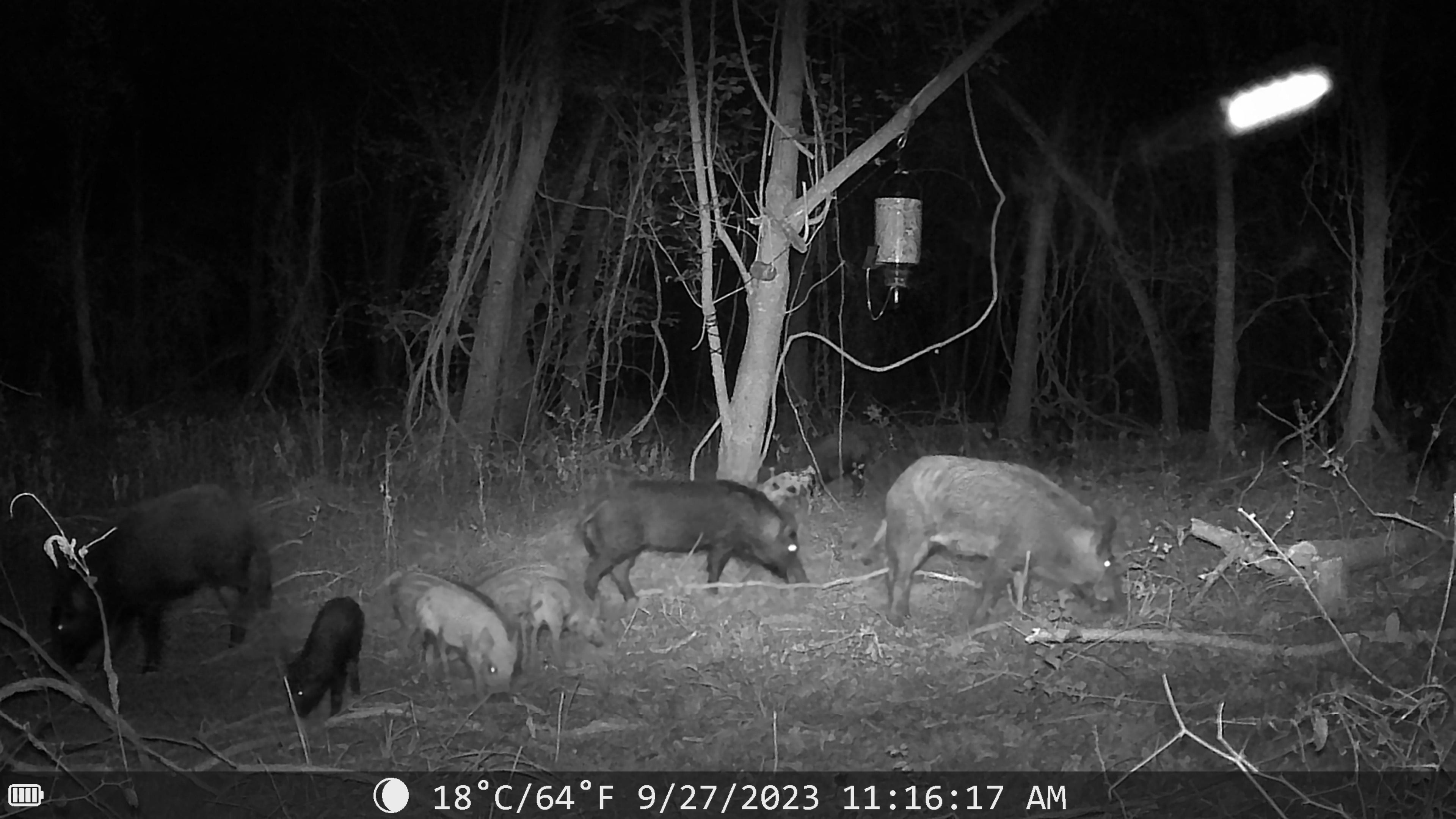 SFT2 Tactical Sentinel night vision trail camera capturing outdoor wildlife with infrared illumination in a natural setting.