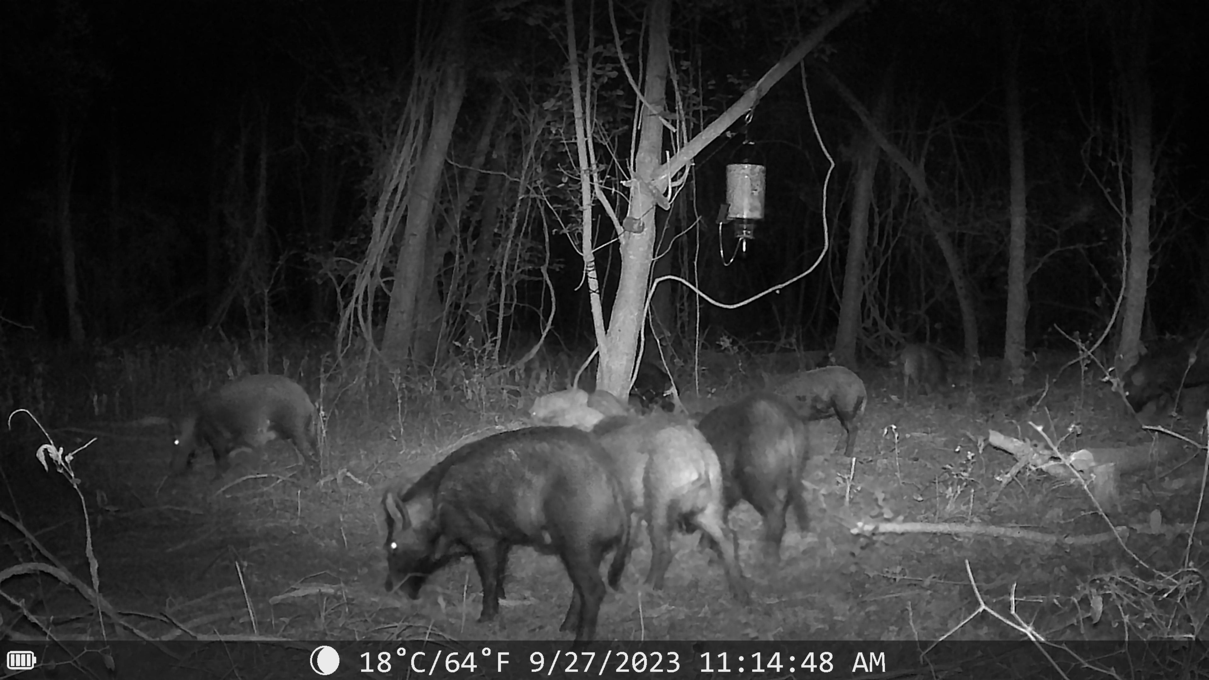 SFT2 Tactical Sentinel night vision trail camera for outdoor surveillance, showing camera lens and IR sensor in outdoor setting.