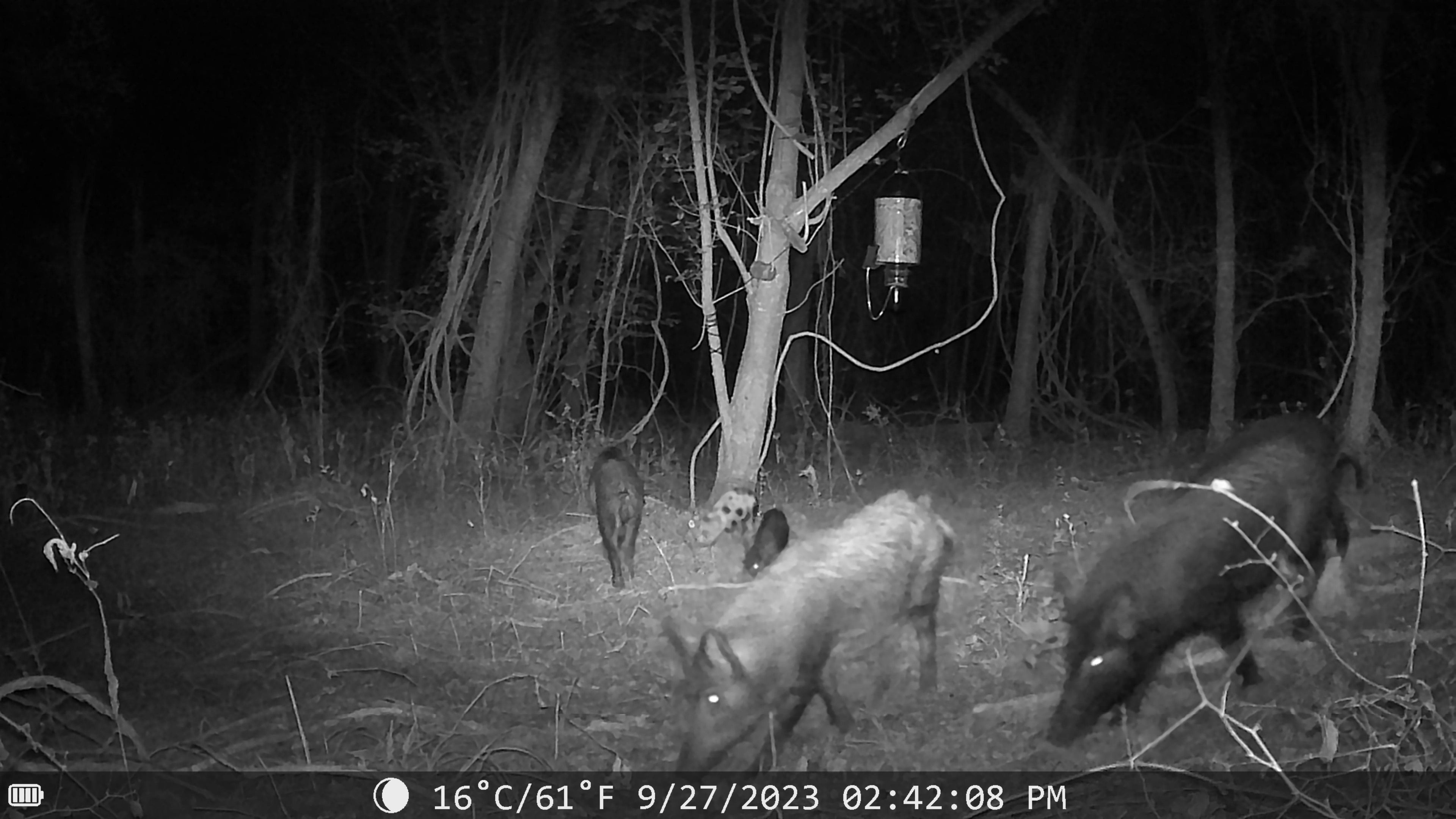 SFT2 Tactical Sentinel night vision trail camera for outdoor surveillance, showing camera lens and infrared sensors in a natural setting