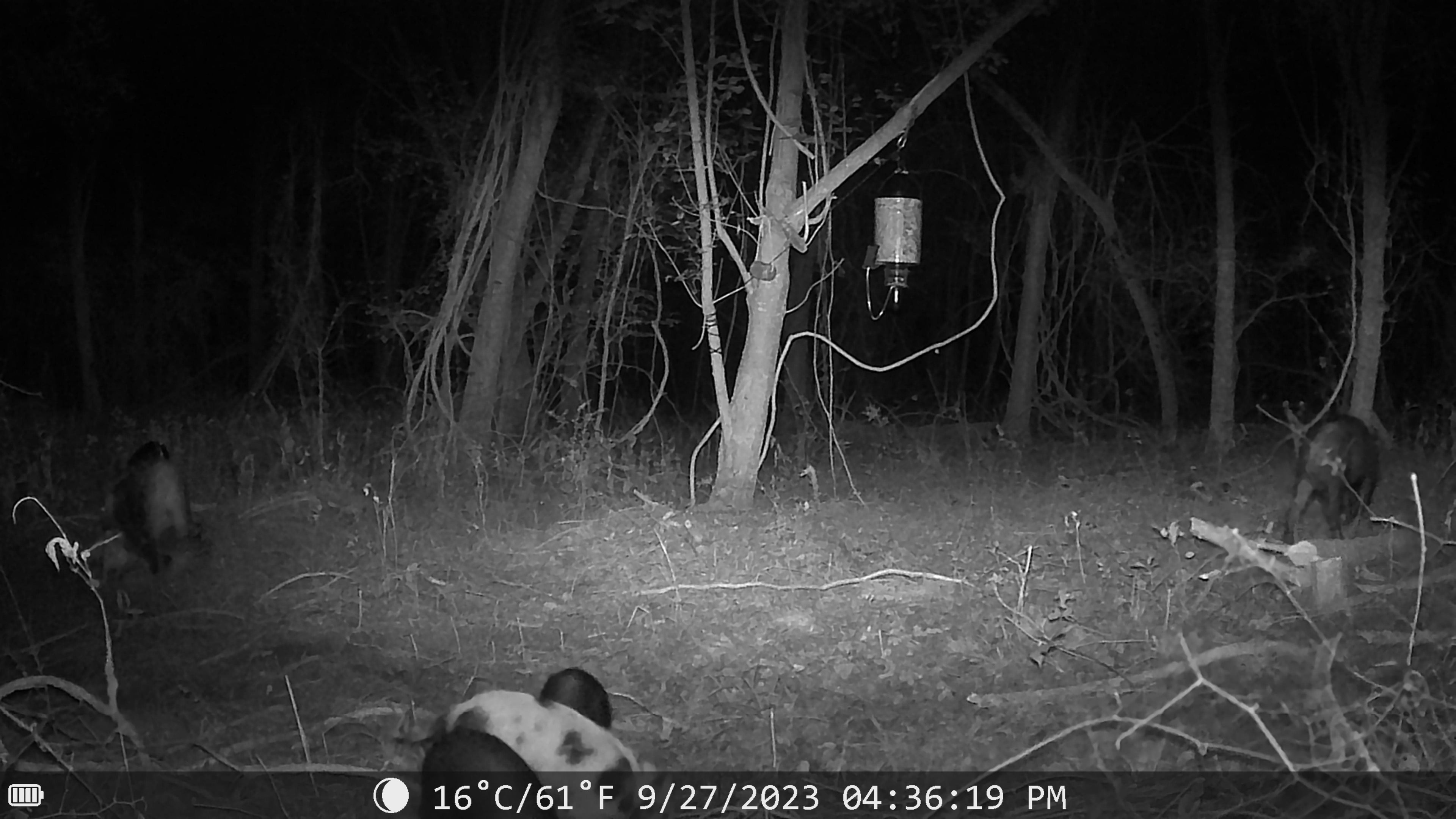 SFT2 Tactical Sentinel night vision trail camera capturing outdoor wildlife with infrared illumination and durable weatherproof design.