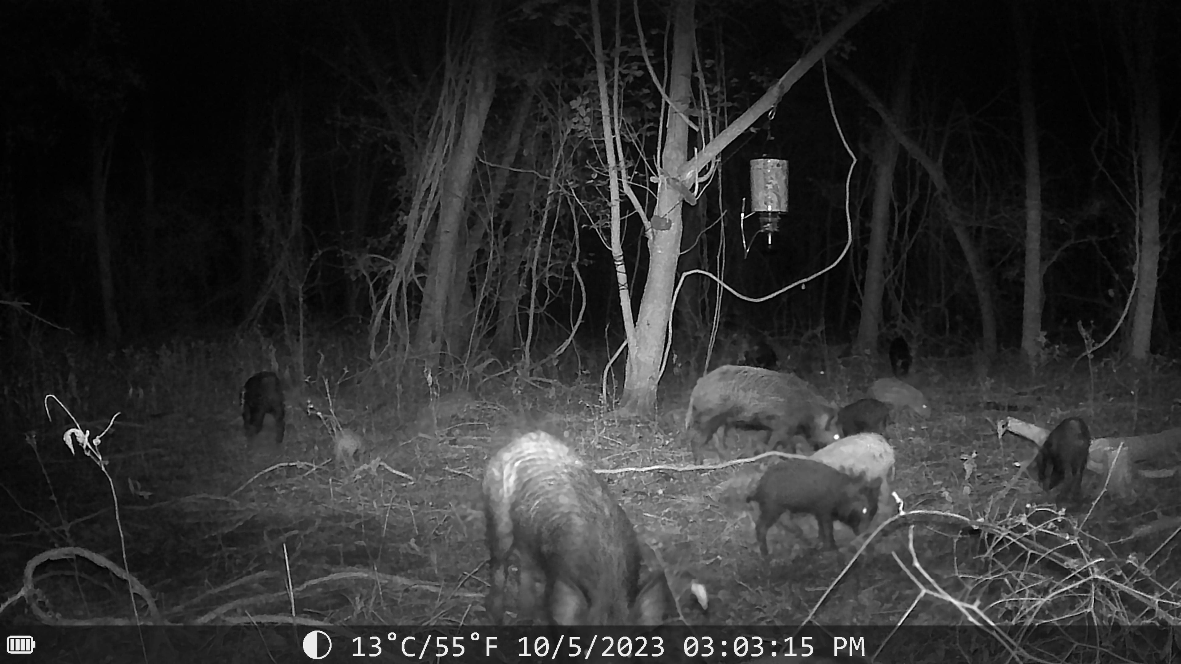 SFT2 Tactical Sentinel night vision trail camera capturing outdoor wildlife and surveillance in low-light conditions