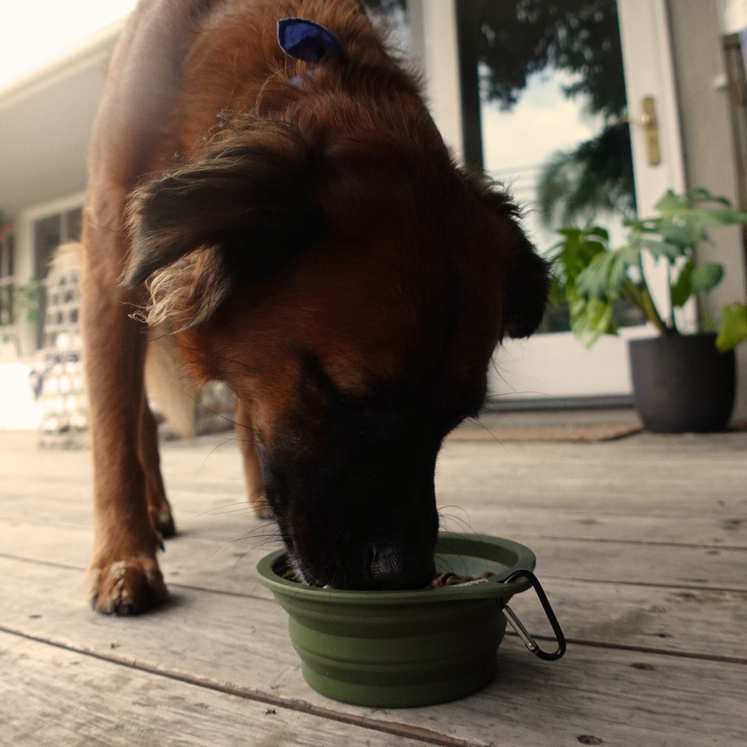 Tilley + Me collapsible travel dog bowl with clip, compact, reusable, and easy to clean for outdoor pet hydration.
